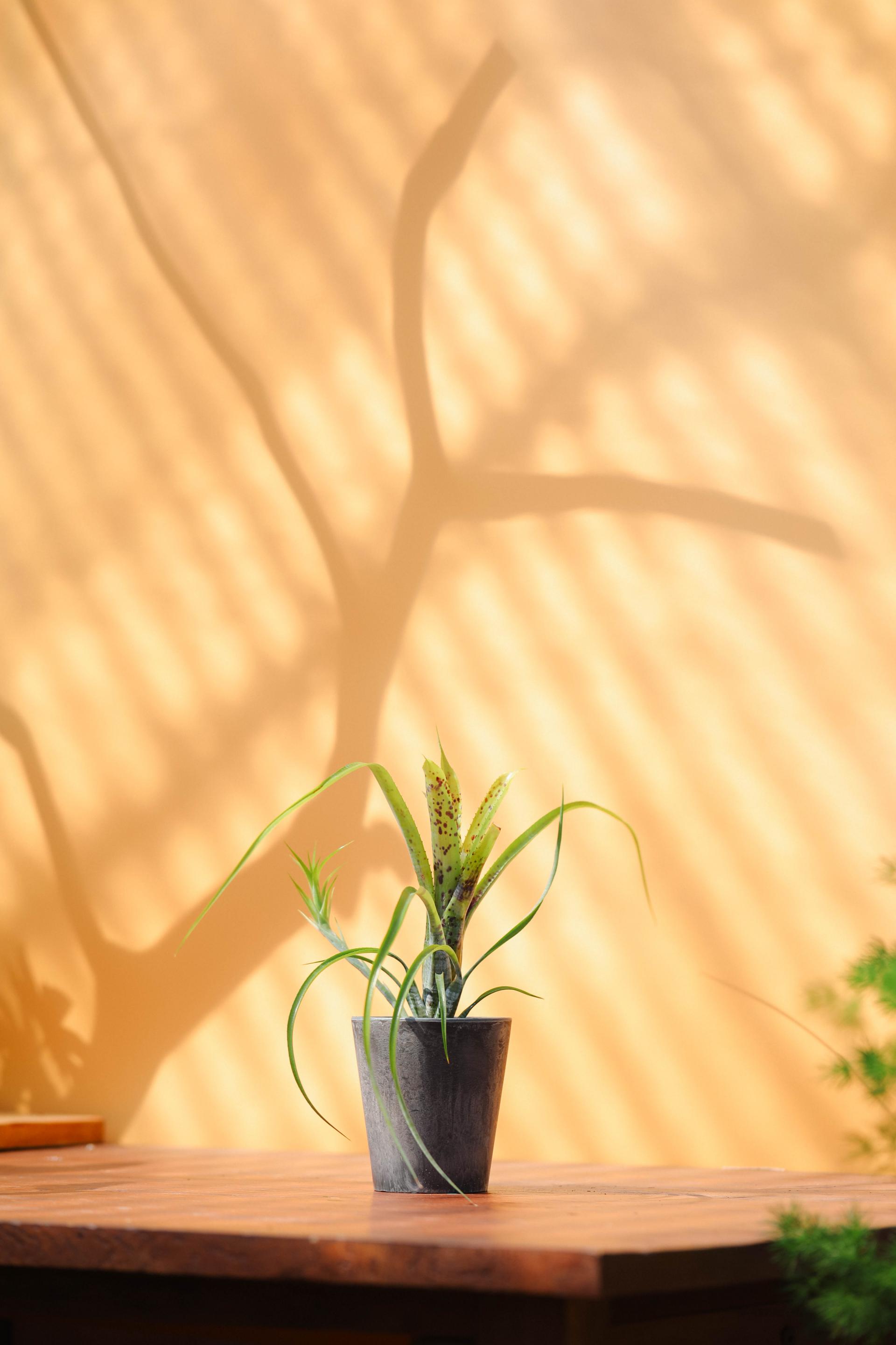 Bromeliaceae sp. + Gray marble pot 브로멜리아드 sp. + 그레이 마블팟