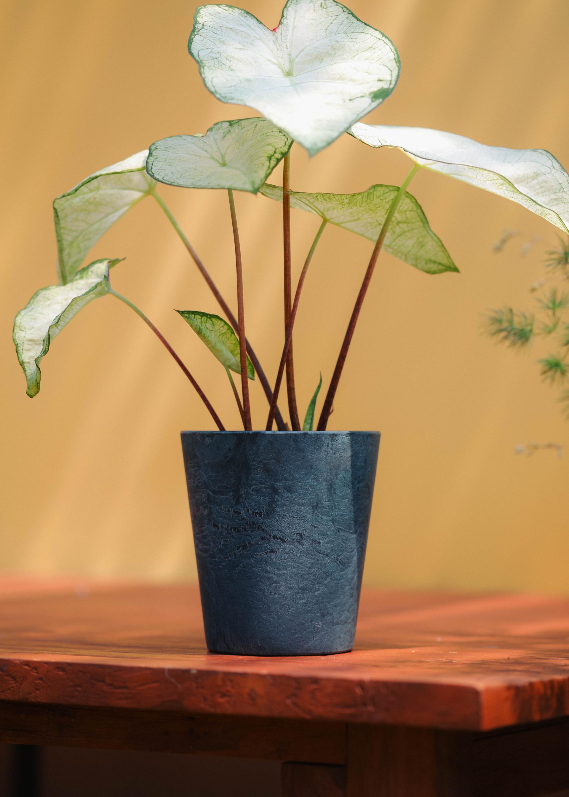 Caladium 'Moon light' 칼라디움 문라이트