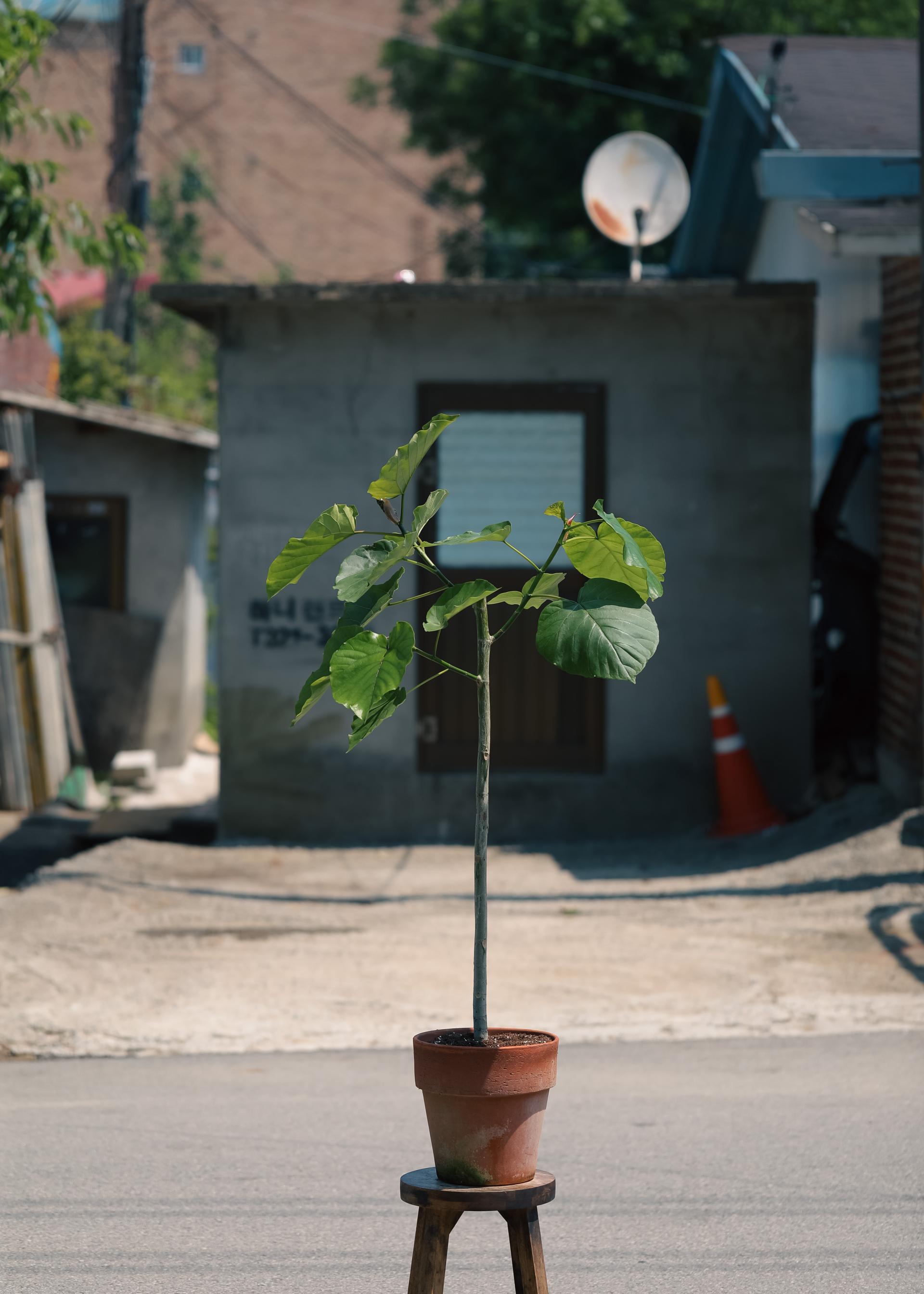 Ficus umbellata + Bergs Potter Copenhagen grey 휘커스 움벨라타 + 베르그포터 코펜하겐 그레이 복제