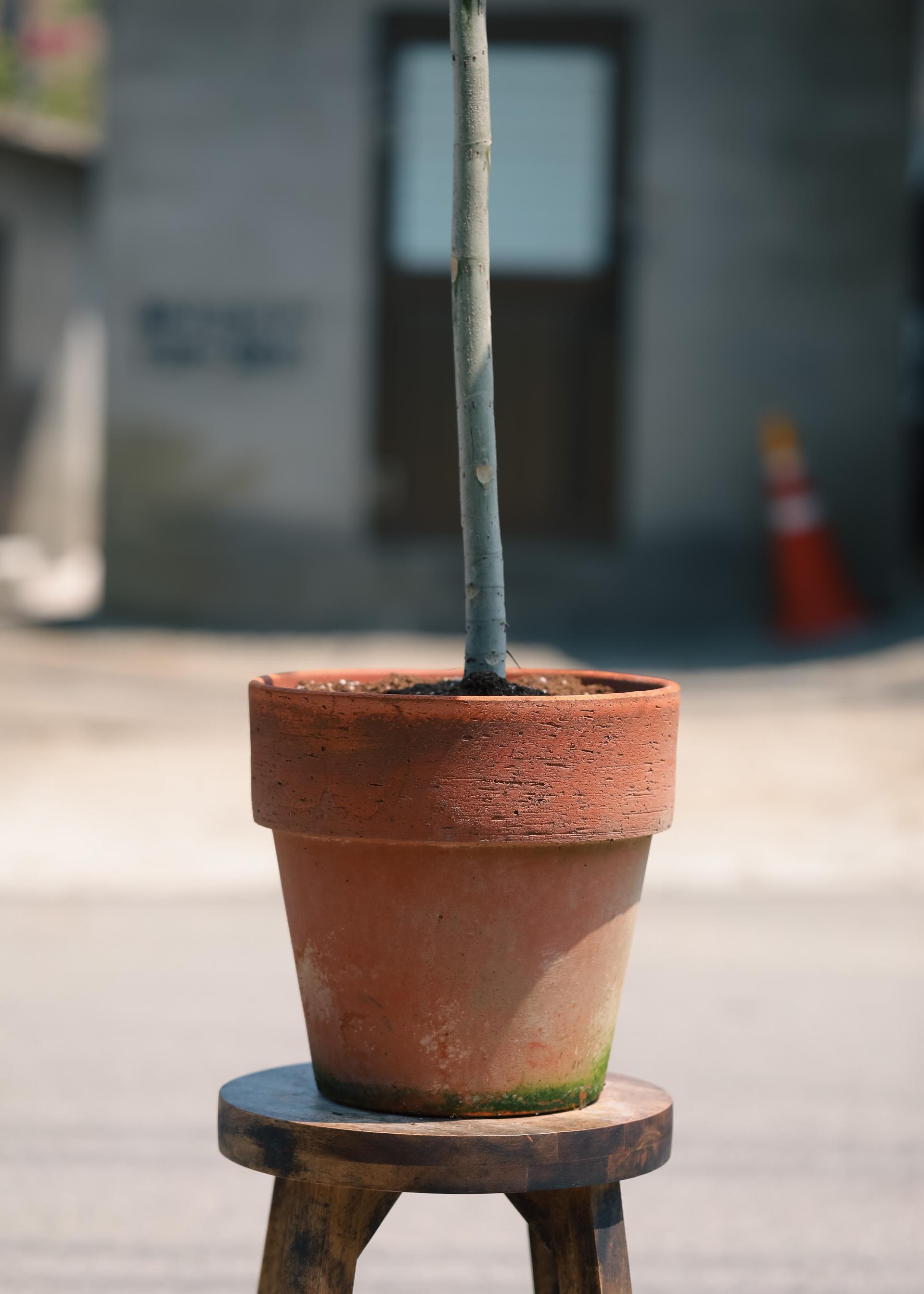 Ficus umbellata + Bergs Potter Copenhagen grey 휘커스 움벨라타 + 베르그포터 코펜하겐 그레이 복제