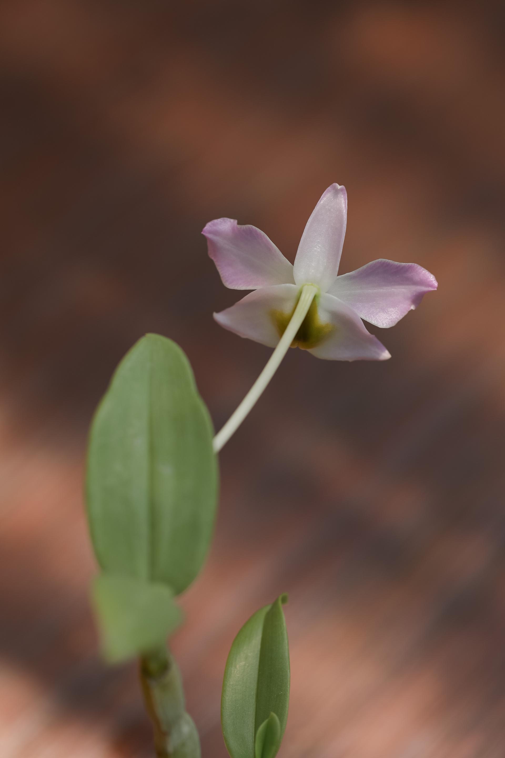 Dendrobium trantuanii 덴드로비움 트란투아니 2