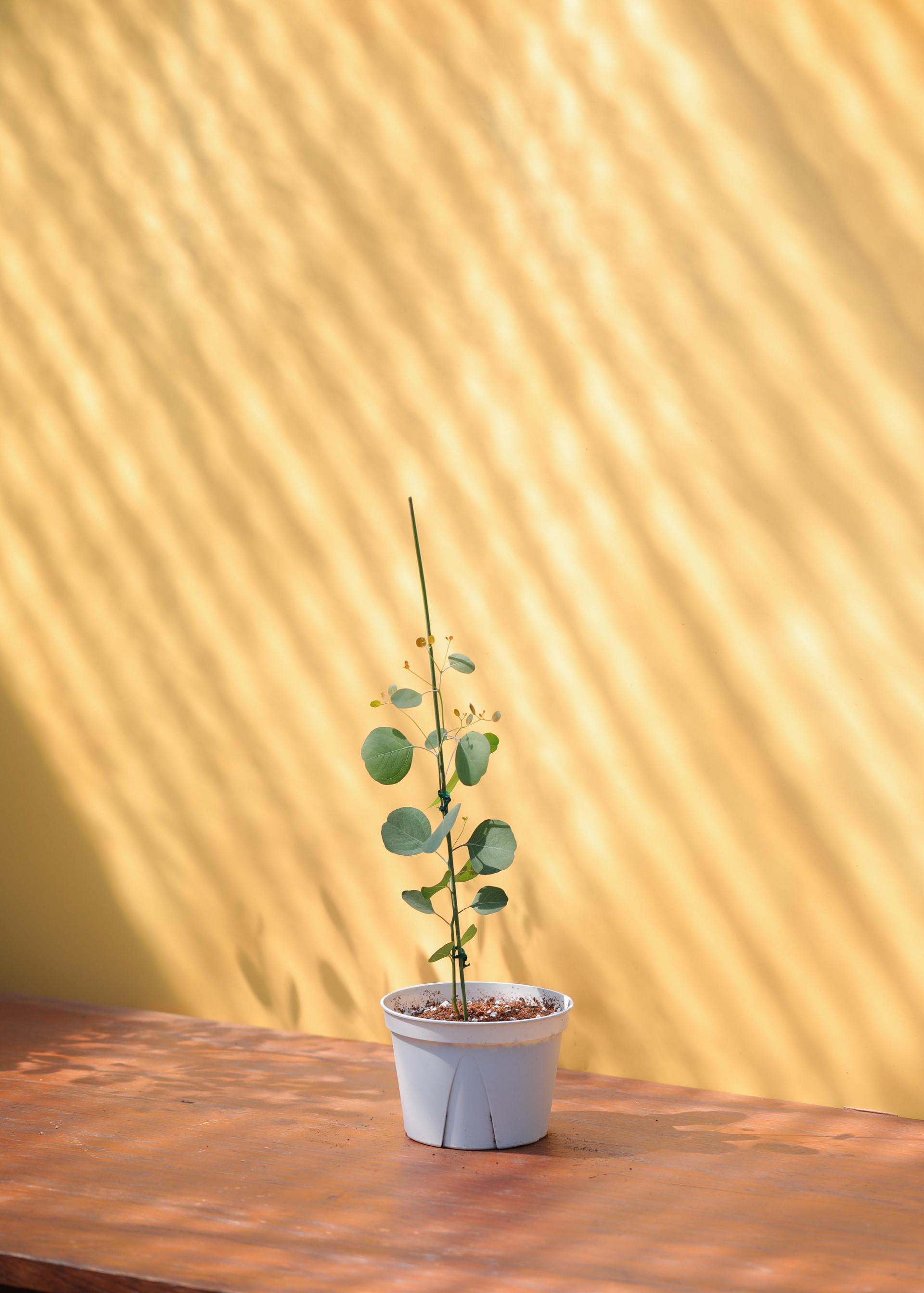Eucalyptus polyanthemos 유칼립투스 폴리안 준중품