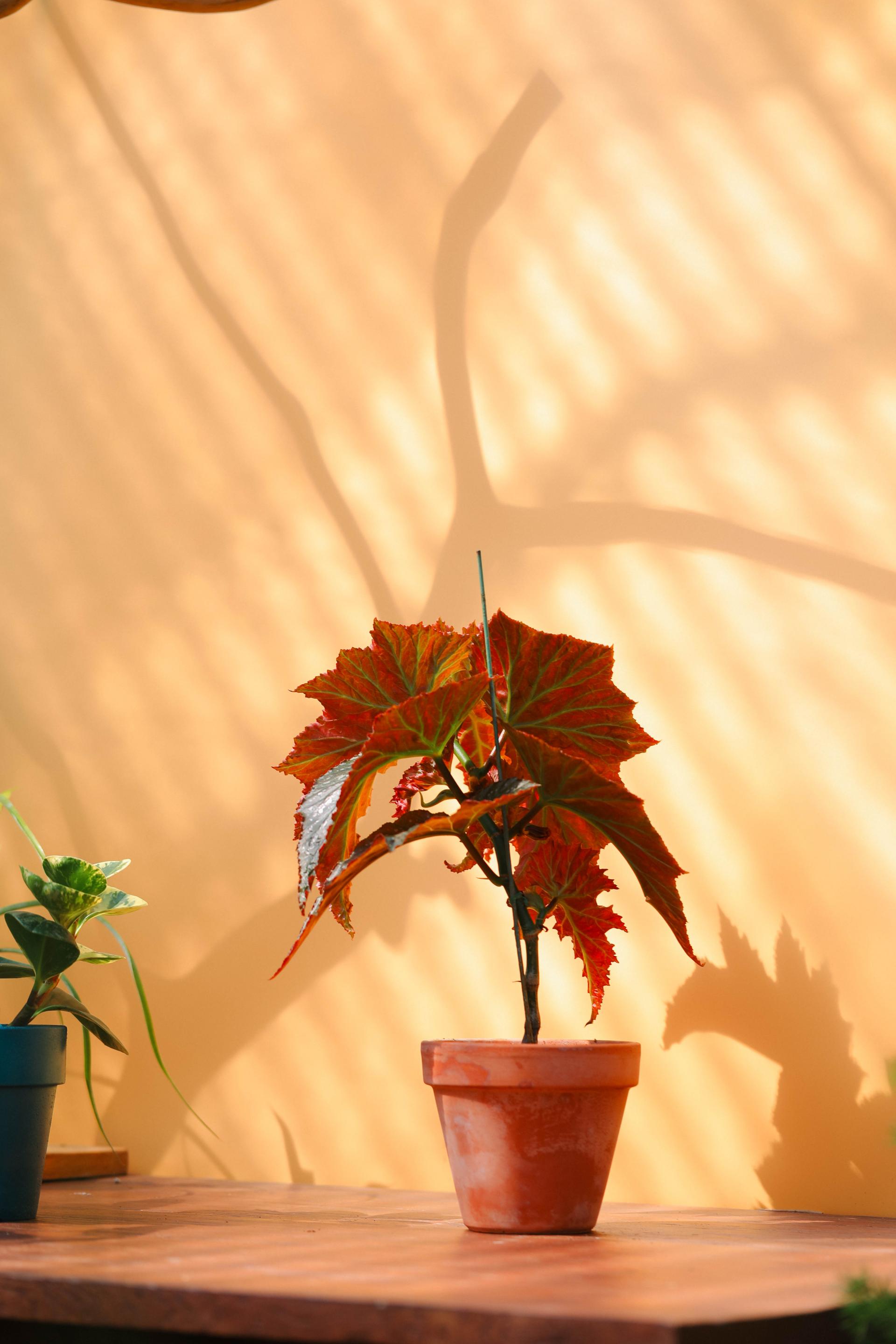 Begonia 'Janne jones' + Italy simple pot 베고니아 잔느 존스 + 이태리 심플팟