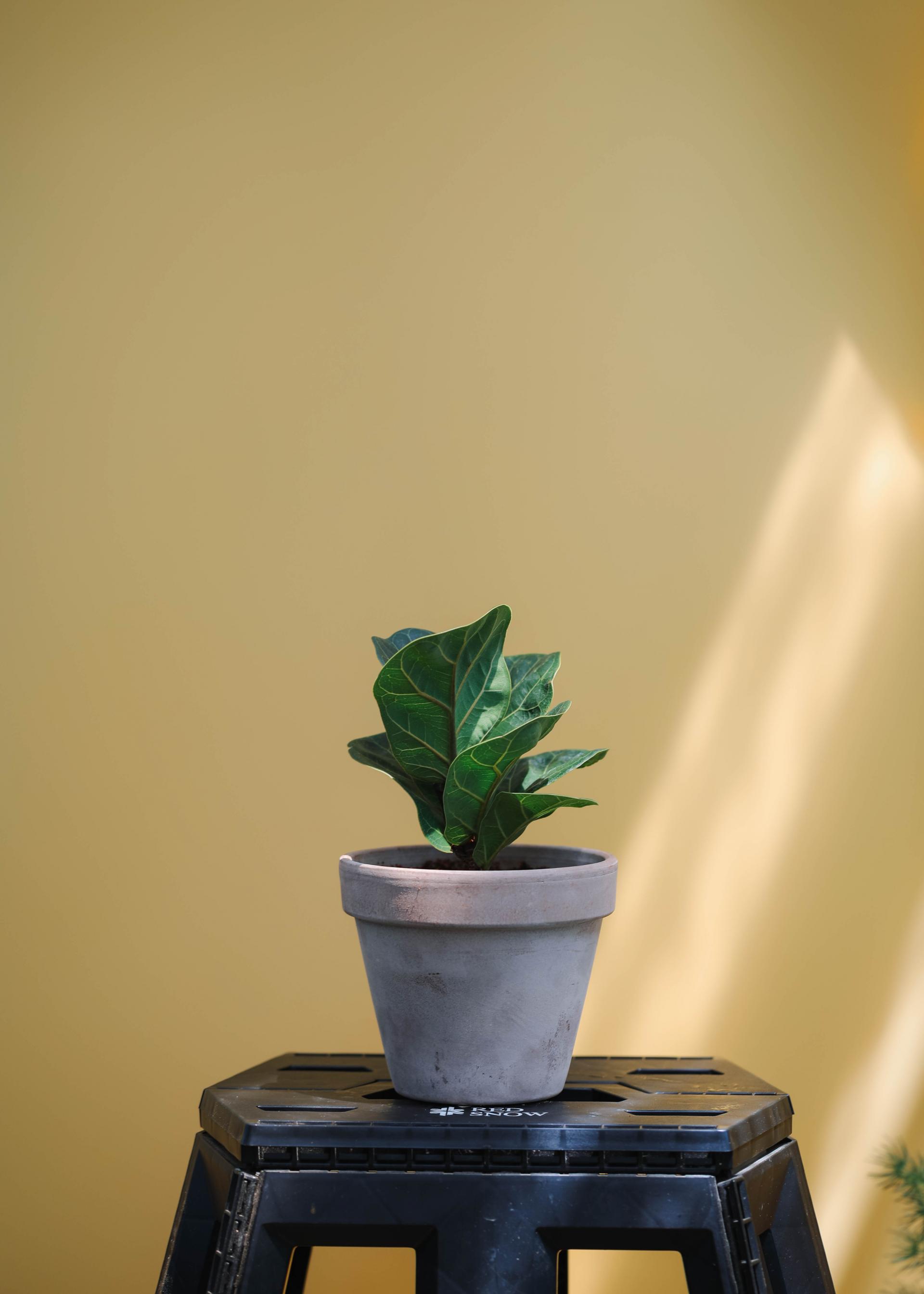 Ficus lyrata + Italy mocha pot 휘커스 라이라타 (떡갈 고무나무) + 이태리 모카팟