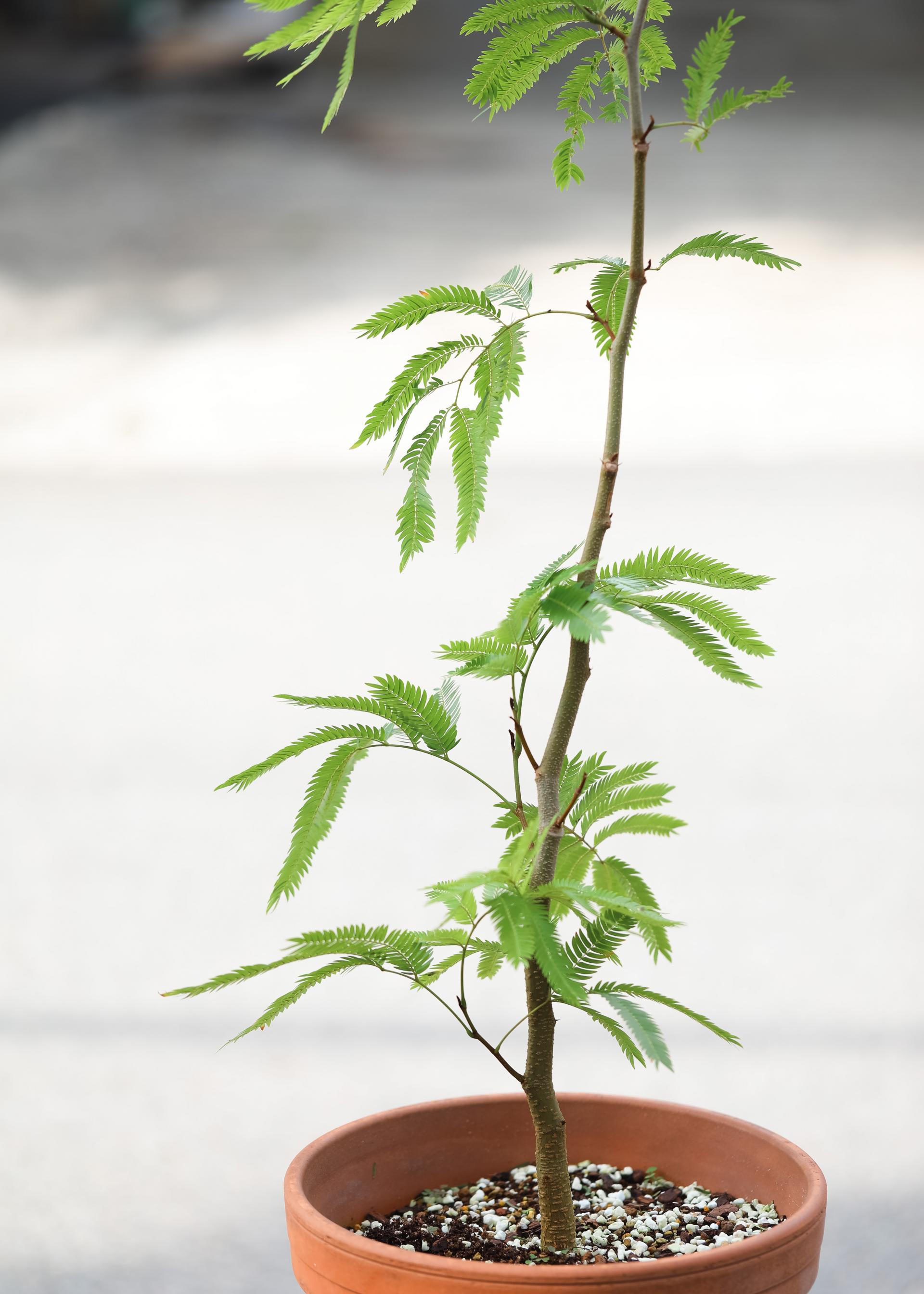 Pithecellobium confertum + Germany simple pot 에버 후레쉬 + 독일 심플팟