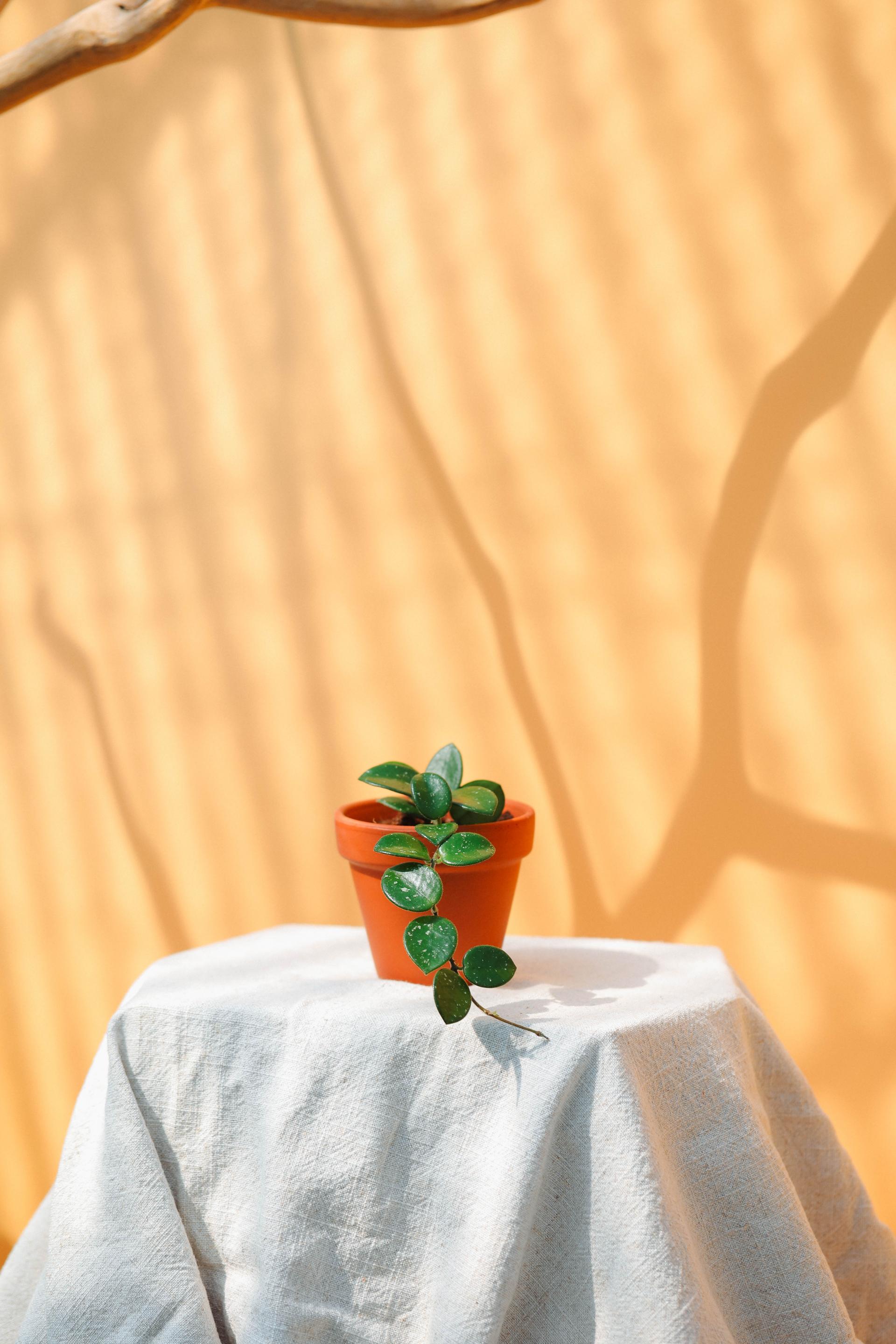 Hoya cv.mathilde + Italy terracotta pot 호야 마틸드 + 이태리 테라코타 팟