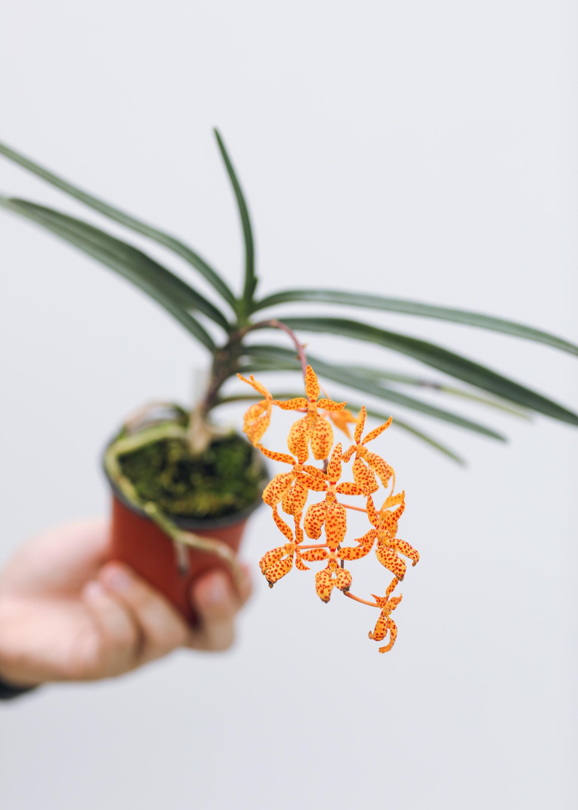 Renanthera monachica 레난세라 모나치카