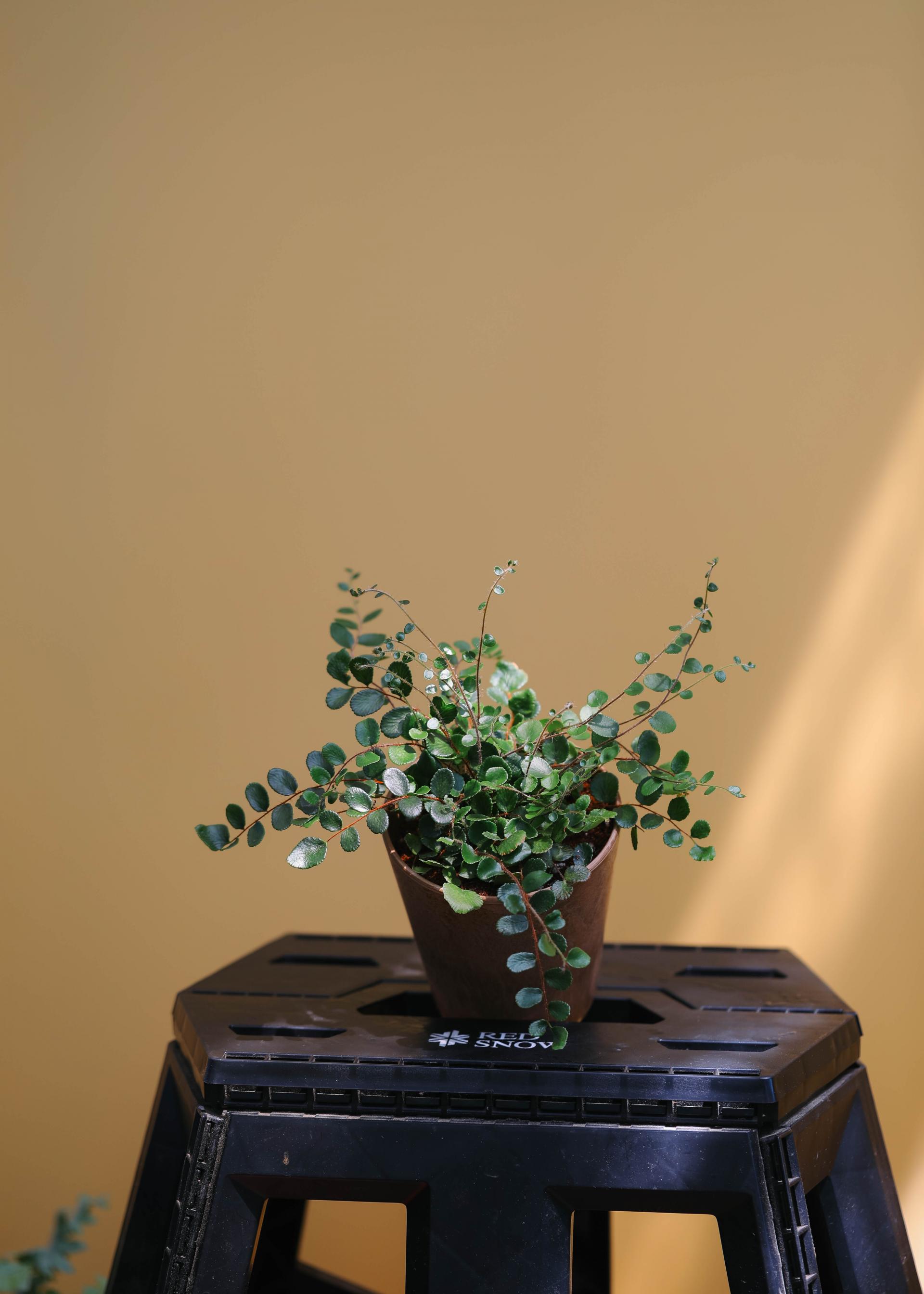 Pellaea rotundifolia (Button Fern) 펠리어 로툰디폴리아 (단추 고사리)
