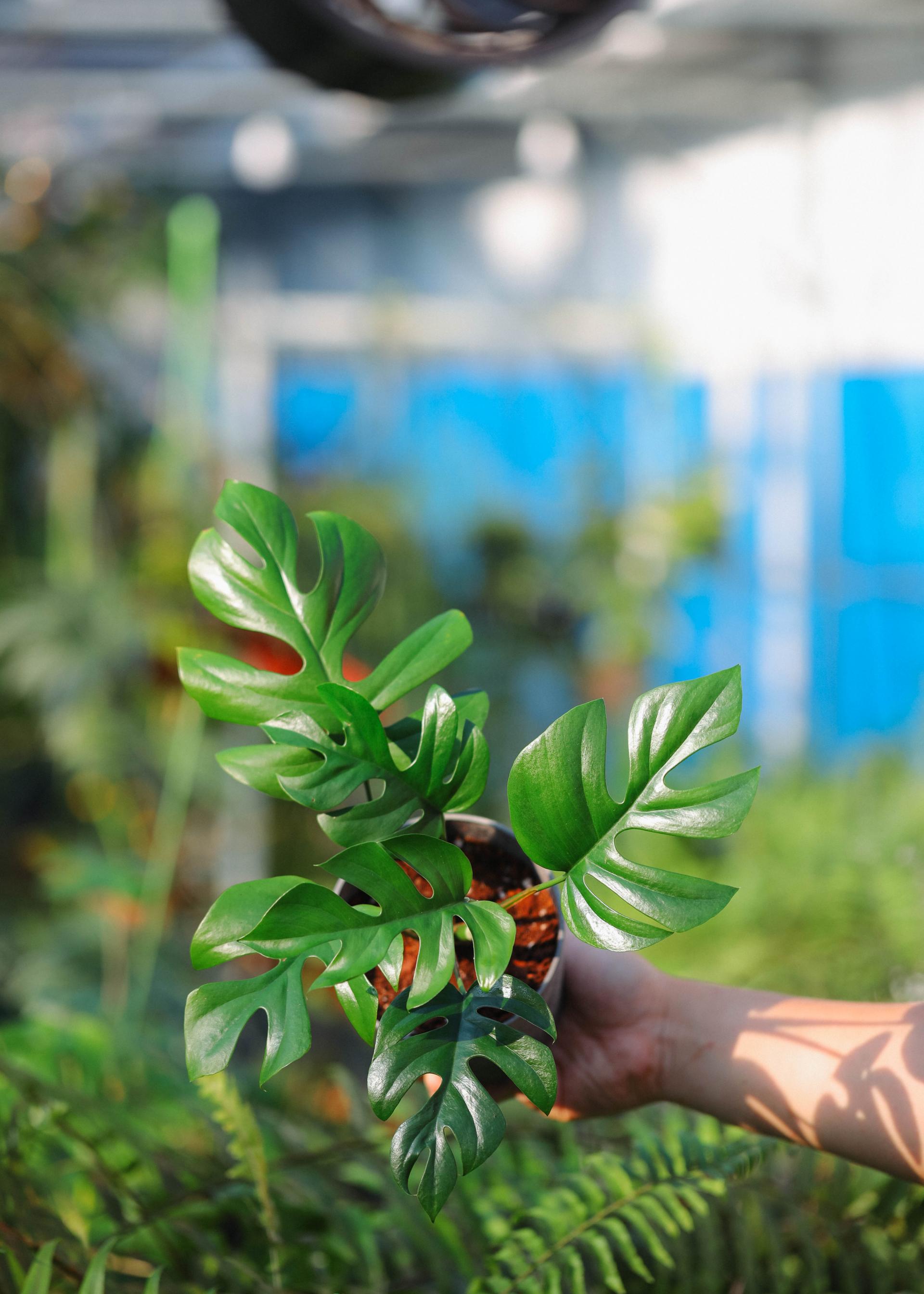 Rhaphidophora tetrasperma + Gray marble pot 히메 몬스테라 라지폼 + 그레이 마블팟