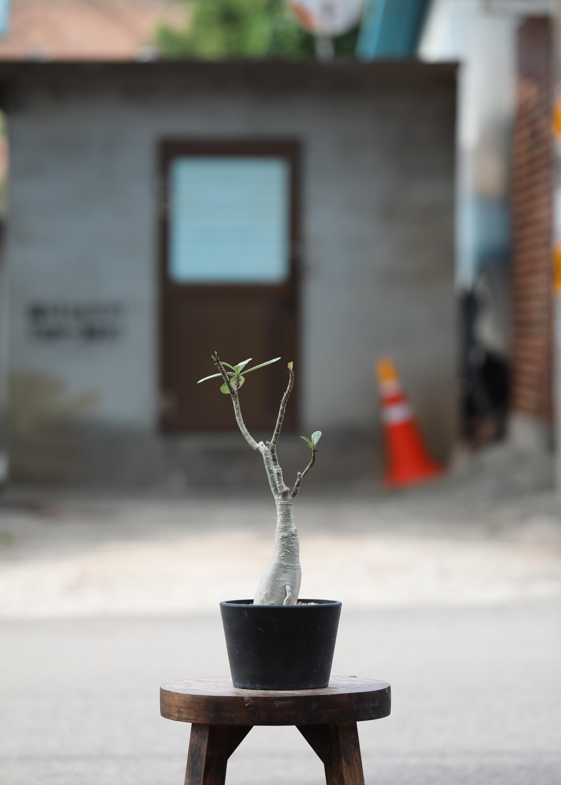 Adenium obesum white + Black simple pot 아데니움 오베섬 무늬종 + 블랙 심플팟