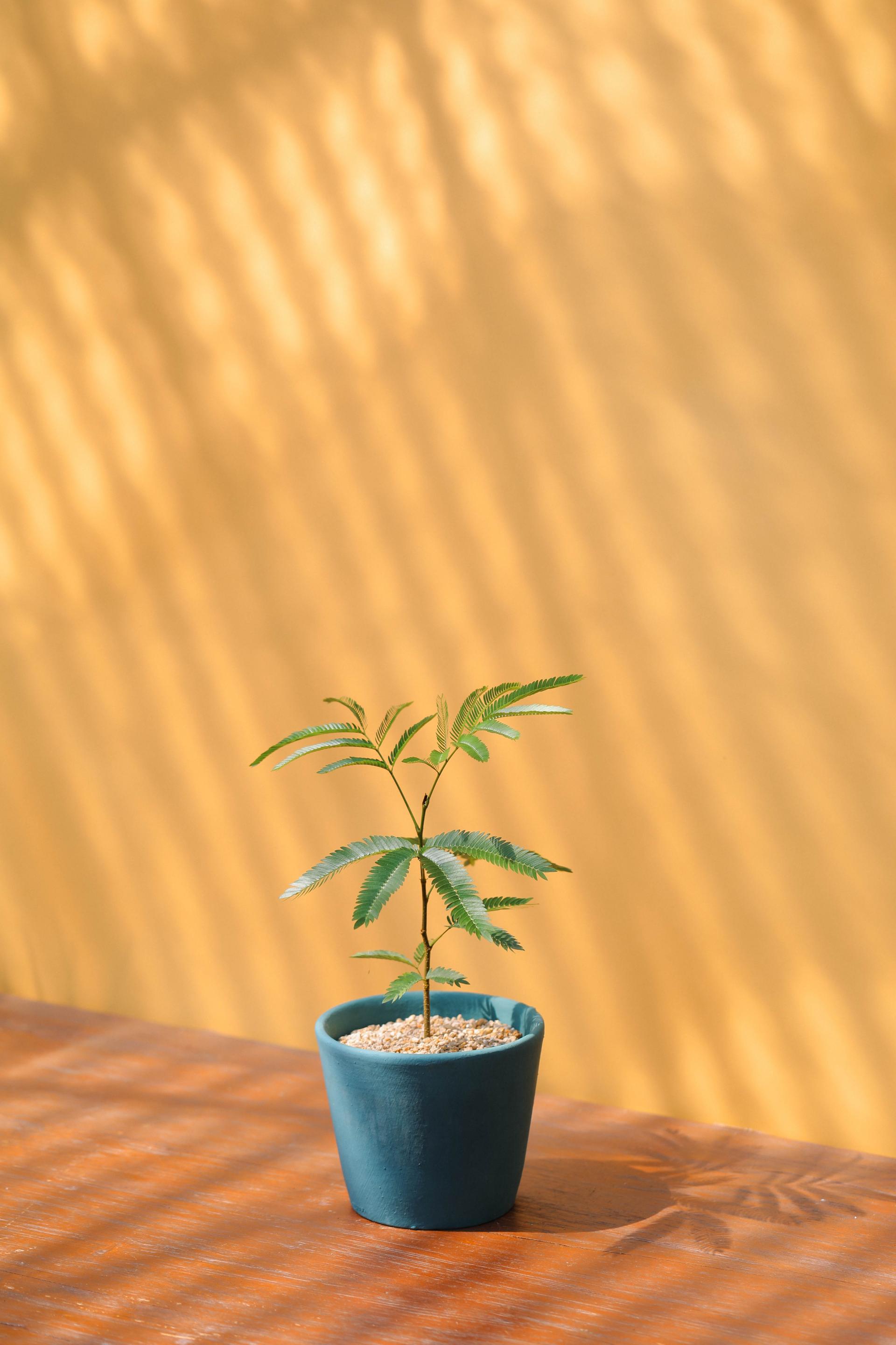 Pithecellobium confertum + Serax turquoise pot 에버 후레쉬 + 세락스 터콰이즈팟