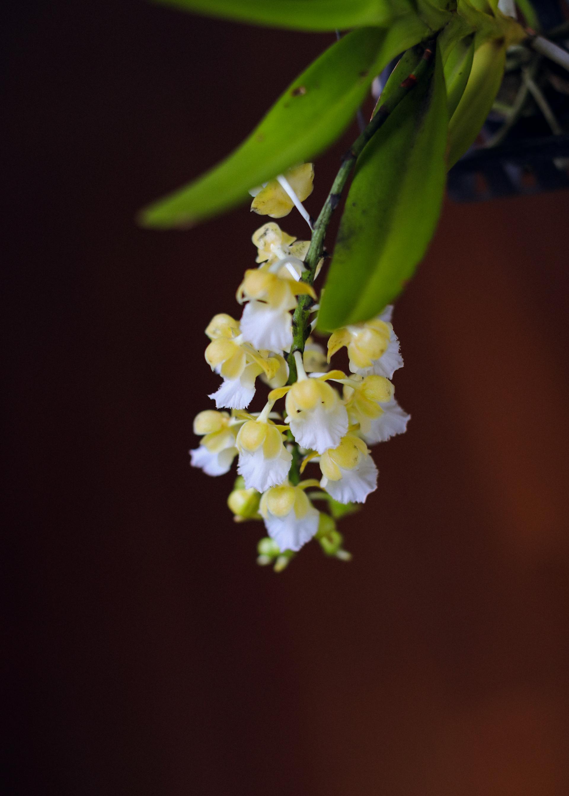 Aerides houlletiana alba 에리데스 홀레티아나 알바