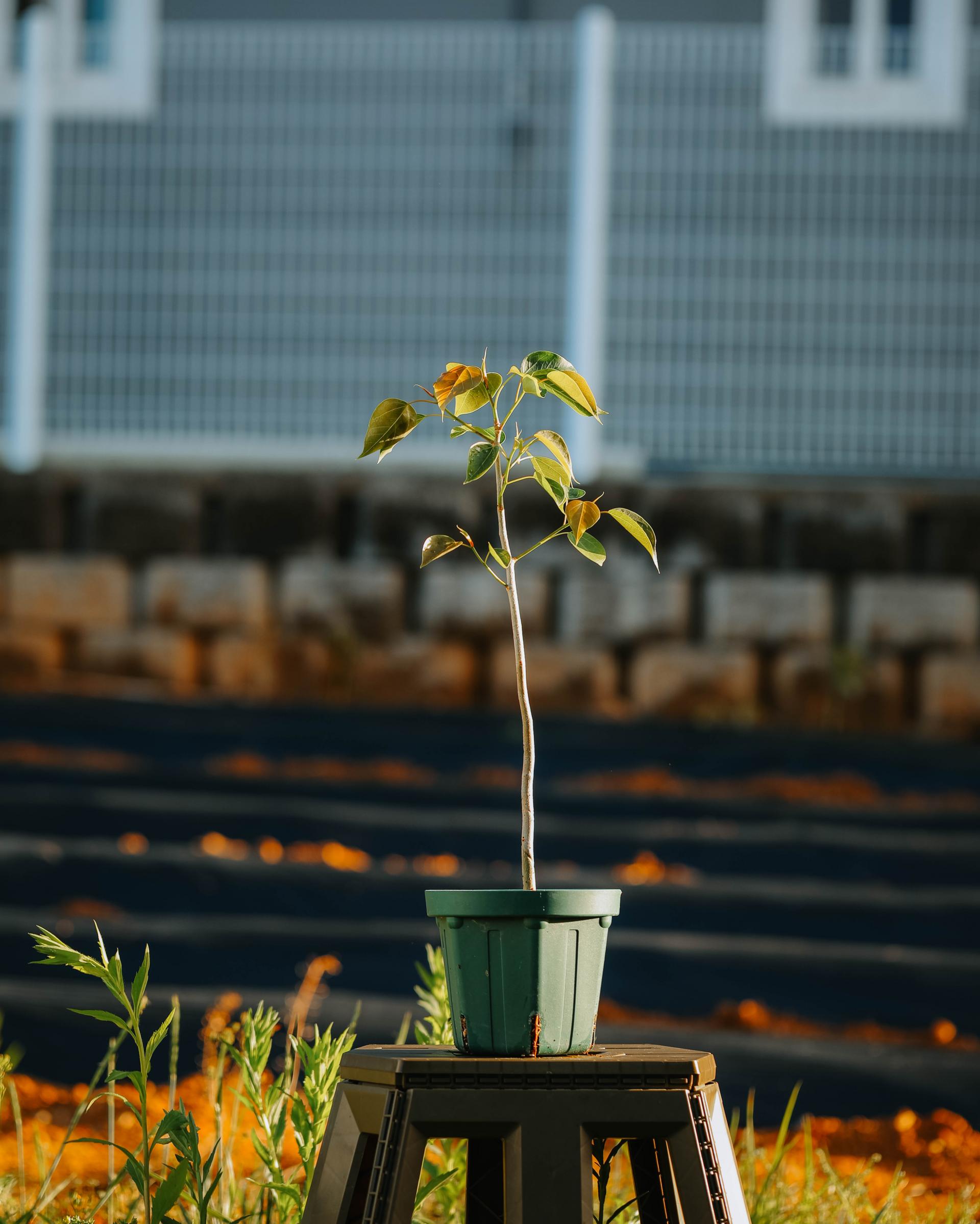 Ficus rumphii 휘커스 럼피