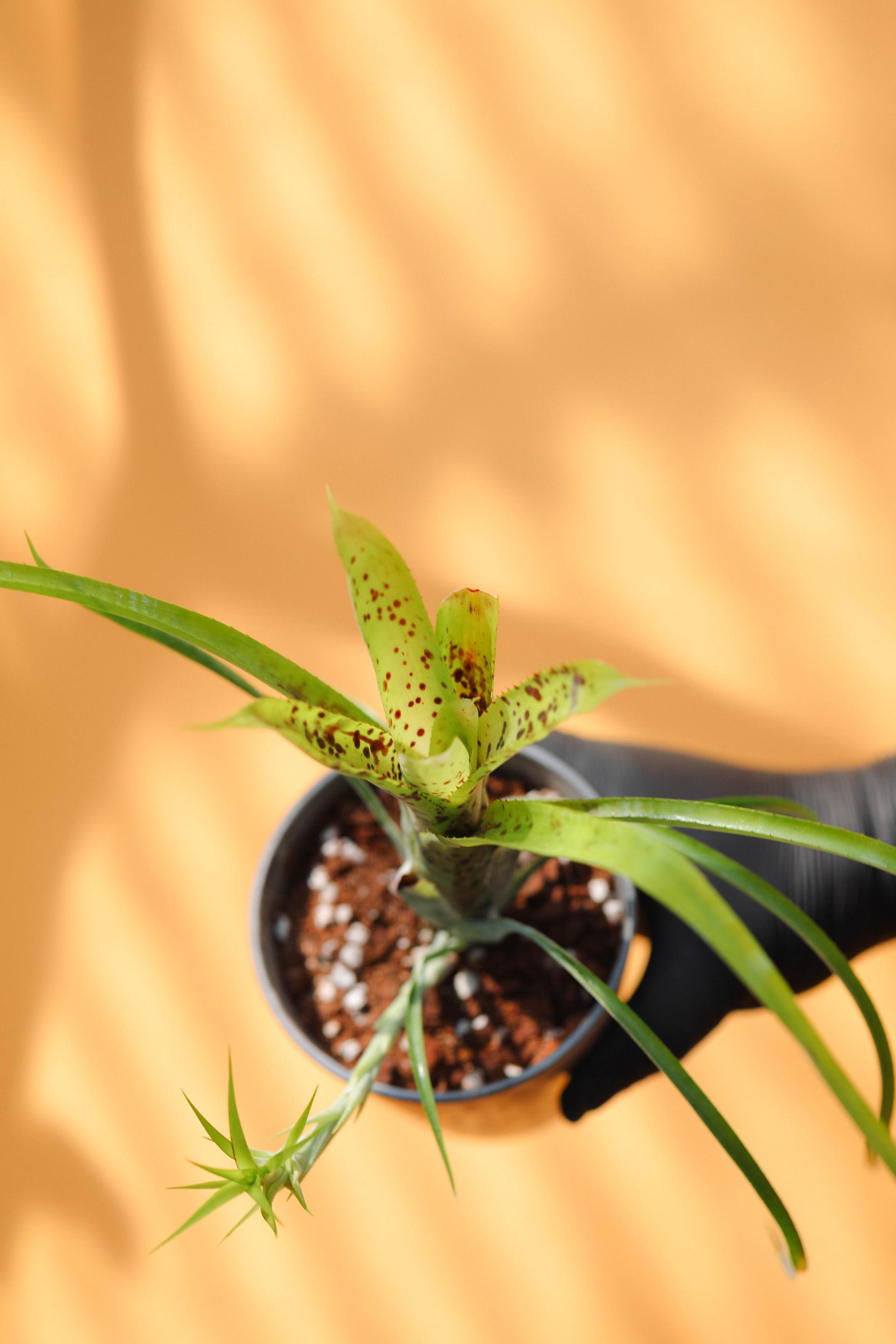 Bromeliaceae sp. + Gray marble pot 브로멜리아드 sp. + 그레이 마블팟