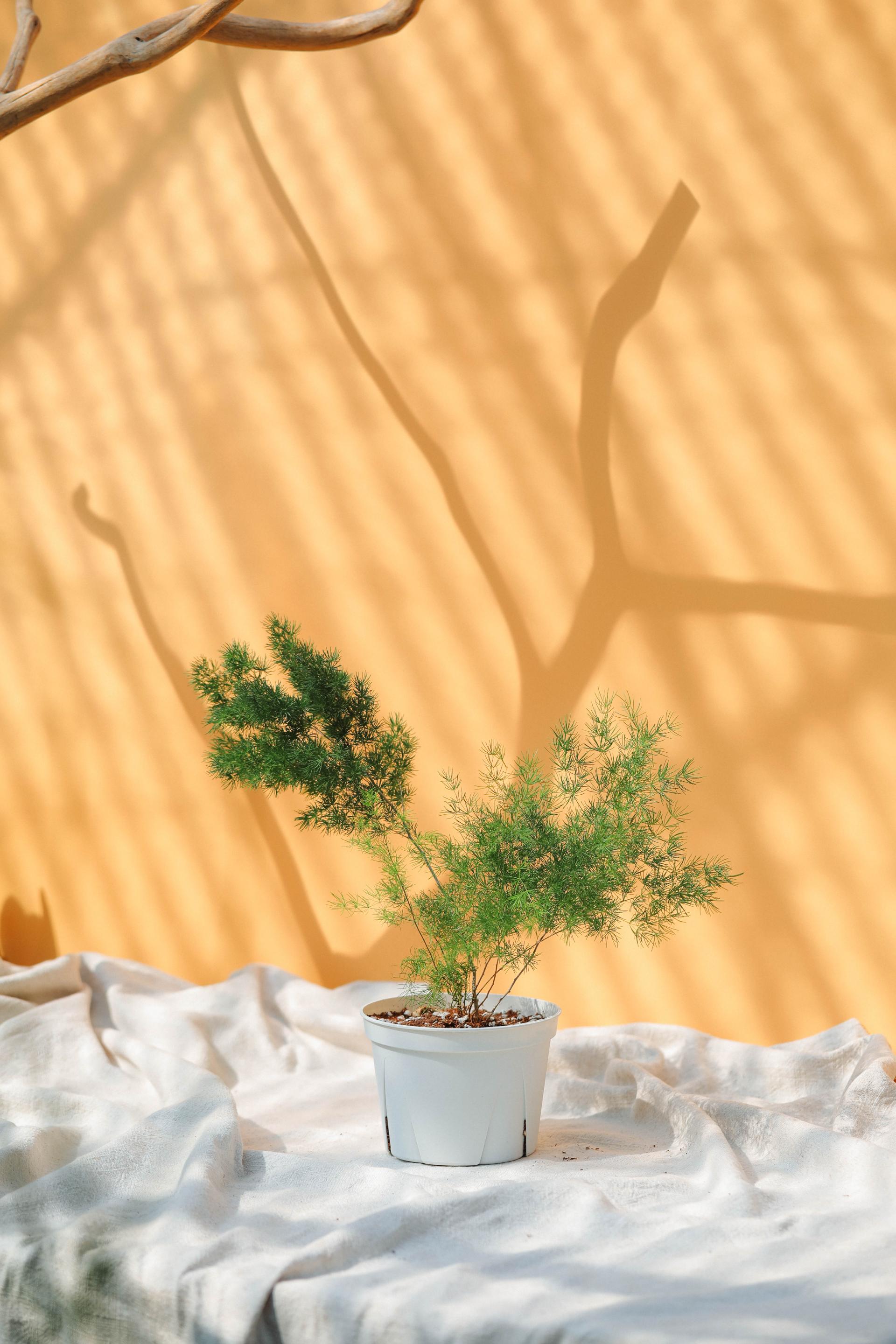 Asparagus myriocladus + White slit pot 아스파라거스 미리오클라두스 중품 + 화이트 슬릿
