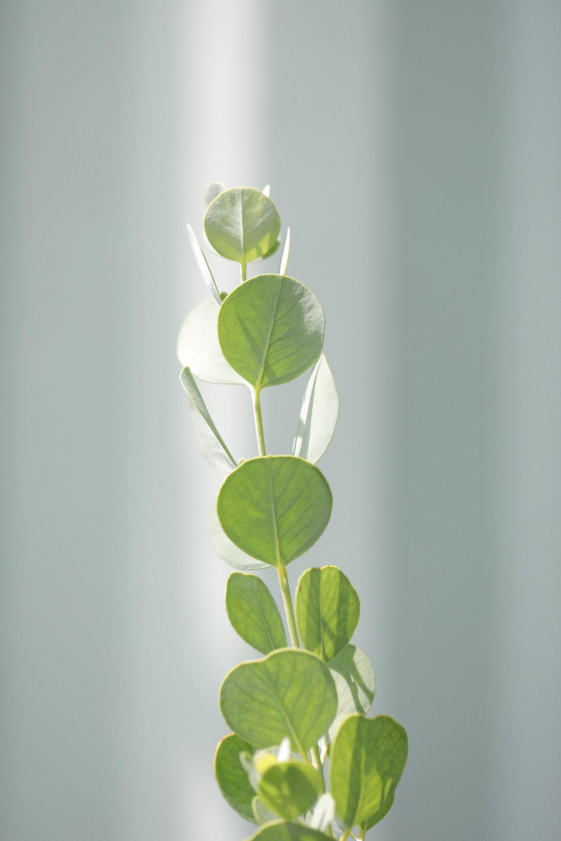 Eucalyptus orbifolia 유칼립투스 오르비폴리아 준중품