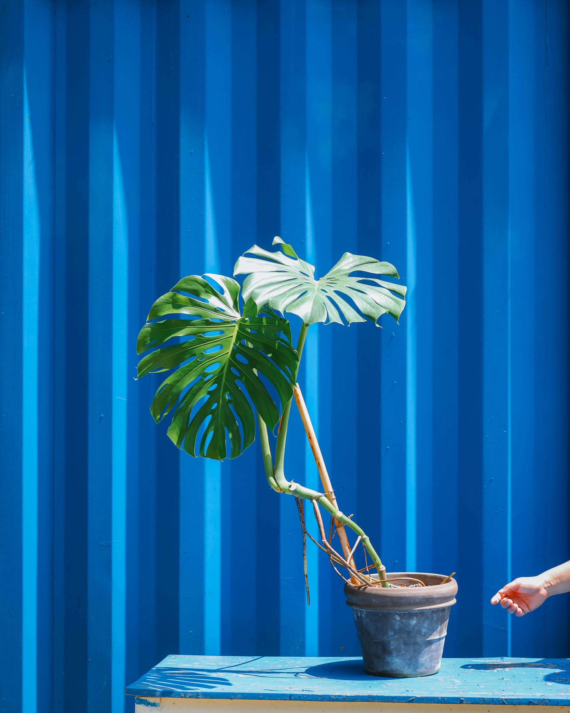 Monstera deliciosa + Germany mocha double ring pot 대왕 몬스테라 델리시오사 + 독일 모카 더블링팟