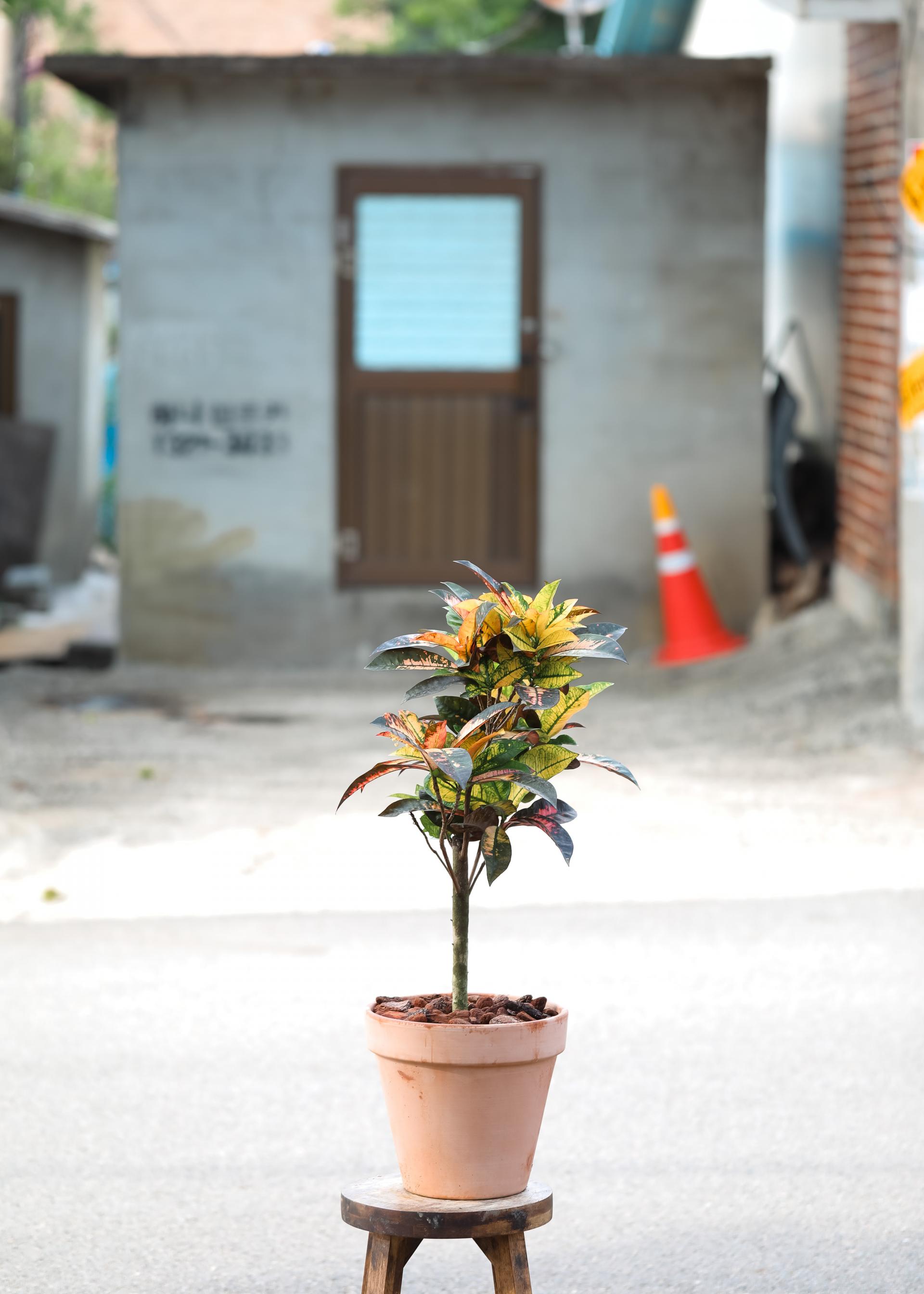 Codiaeum variegatum Mrs. Iceton + Italy simple pot 코디에움 미세스 아이스톤 + 이태리 심플팟