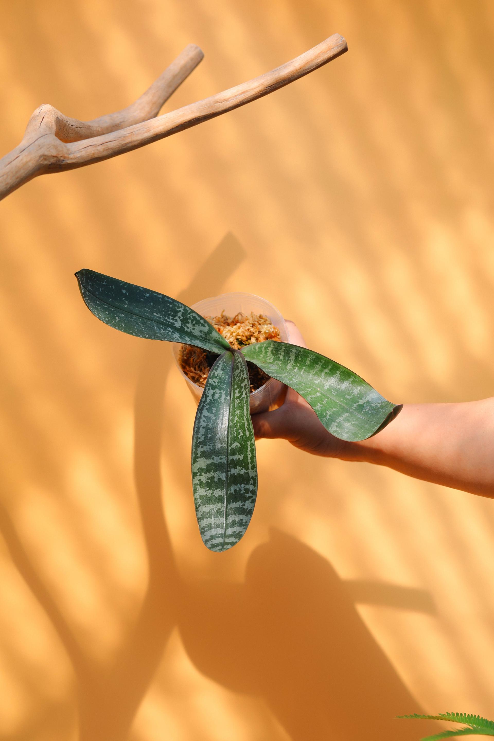 Phalaenopsis philippinensis 팔레놉시스 필리핀엔시스 2(원종 호접란)
