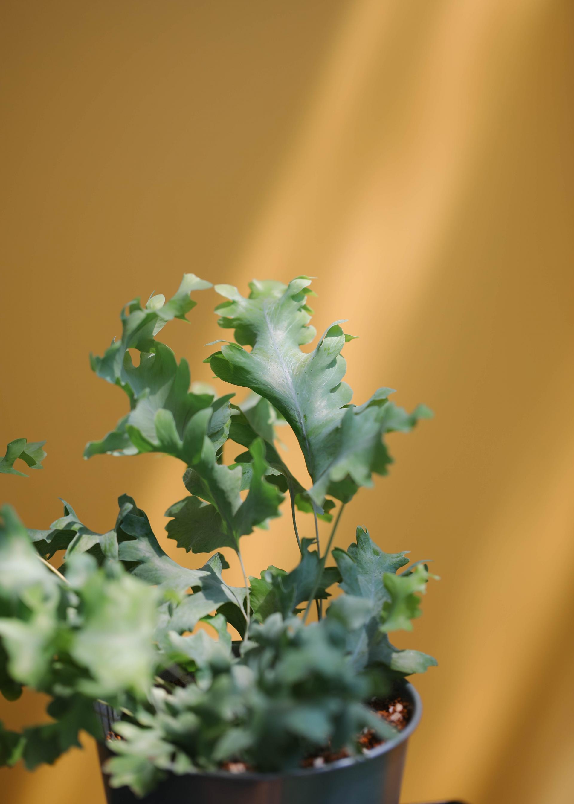 Phlebodium aureum 'Davana' 다바나 고사리