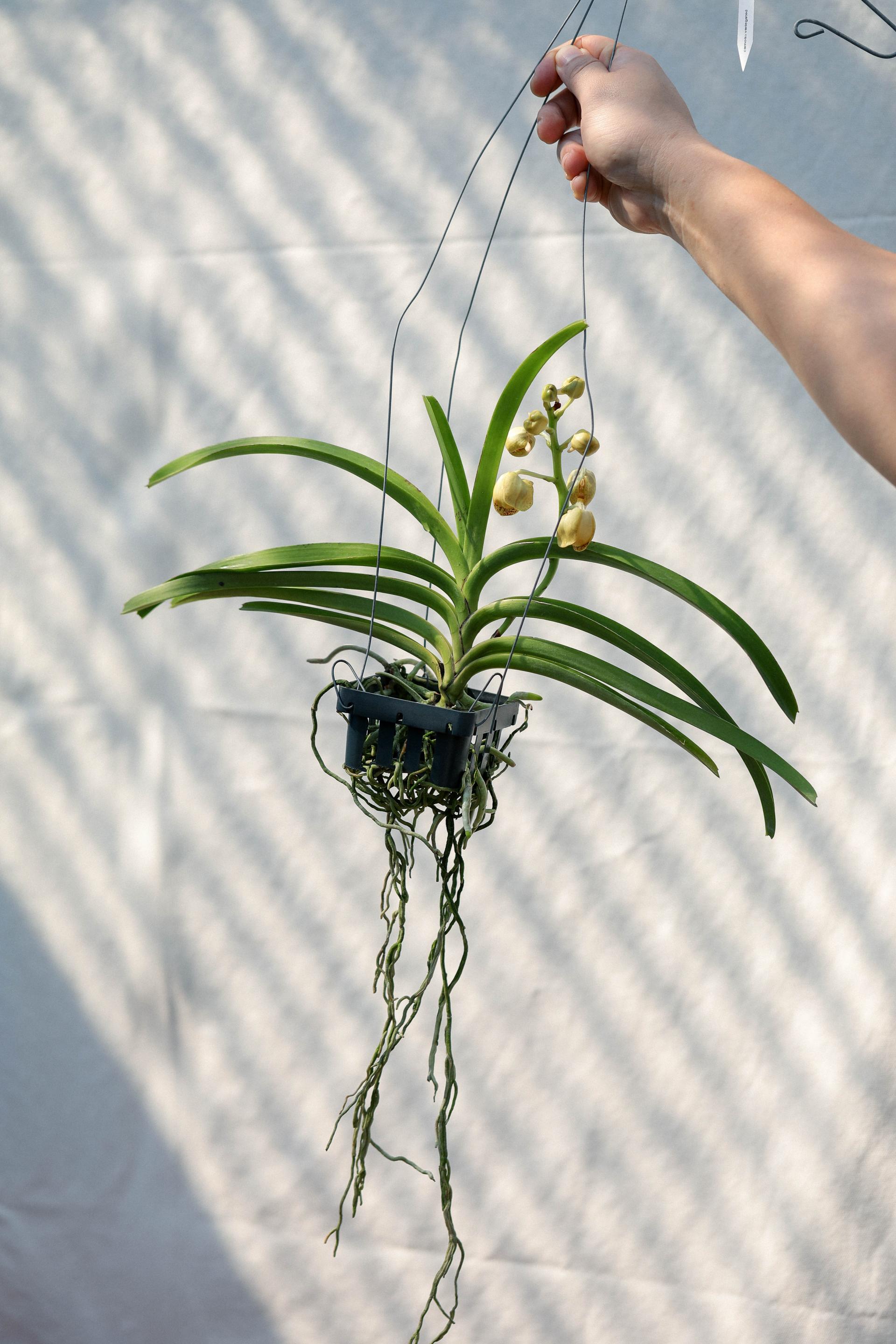 Vanda 'Honey Lemon' 반다 허니레몬