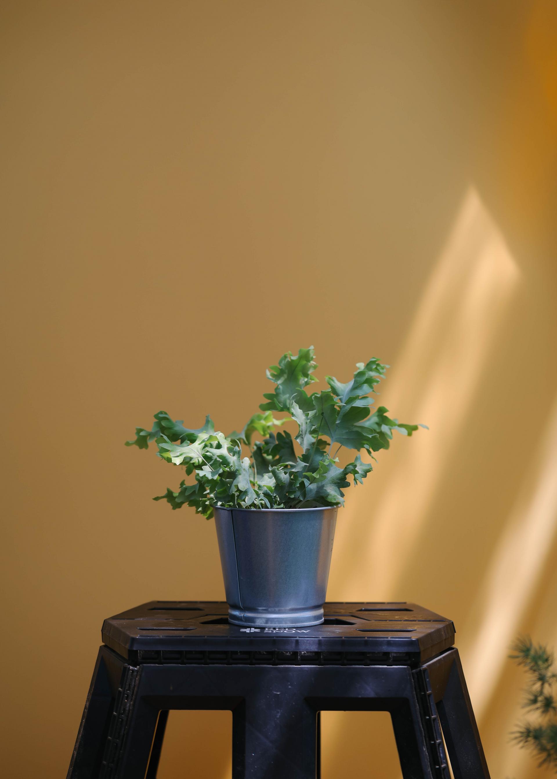 Phlebodium aureum 'Davana' 다바나 고사리