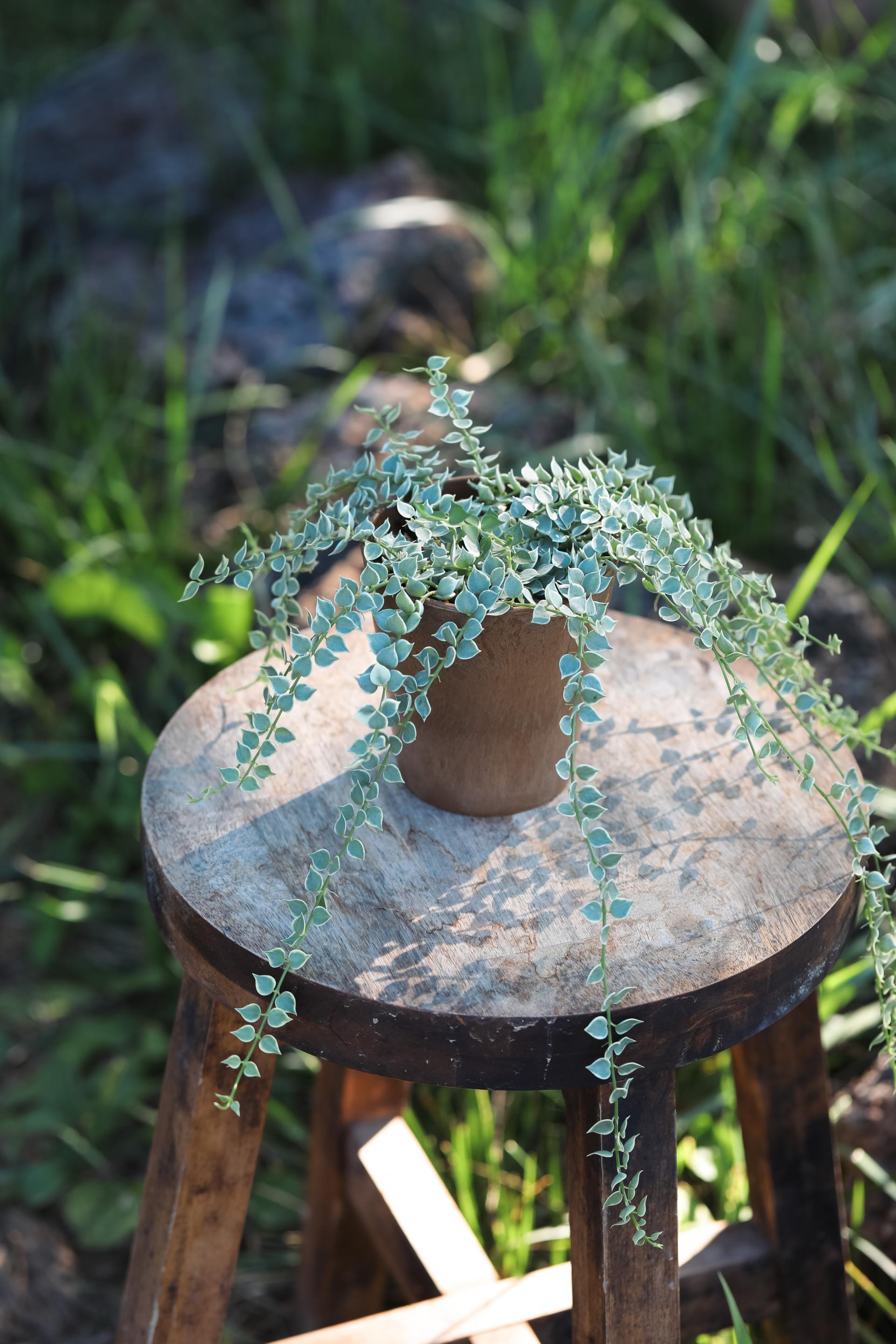 Dischidia ruscifolia variegated 디스키디아 루시폴리아 무늬종 (밀리언하트 무늬종)