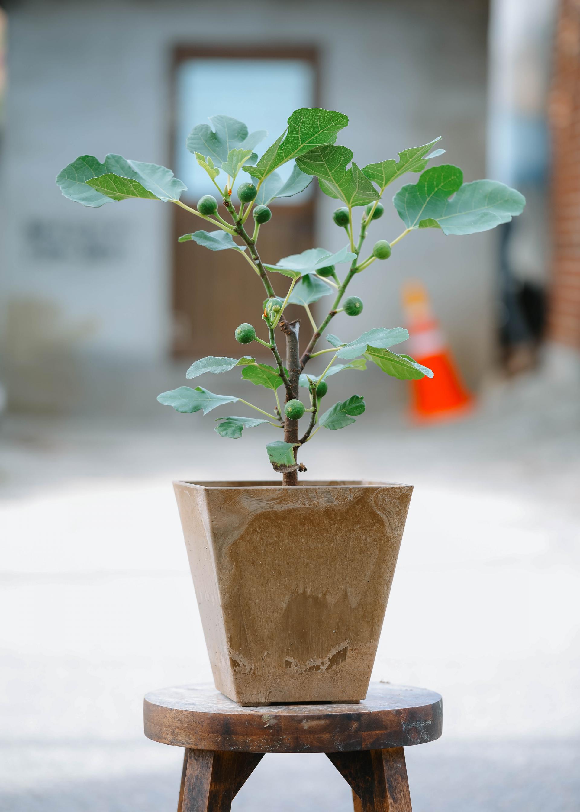 Ficus cariaca + Brown square pot 무화과 나무 + 브라운 스퀘어팟