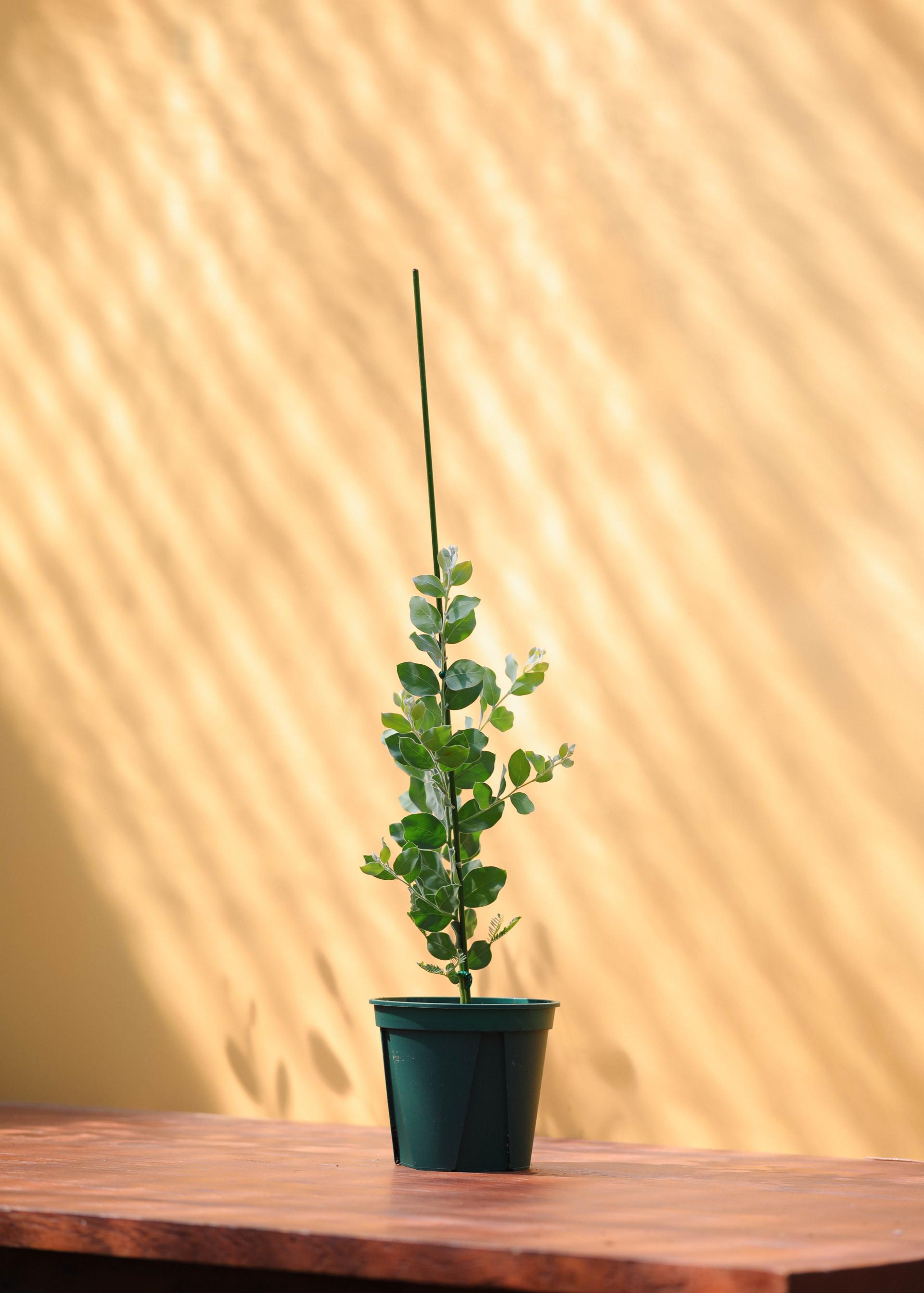 Acacia podalyriifolia 아카시아 포달리리폴리아 준중품
