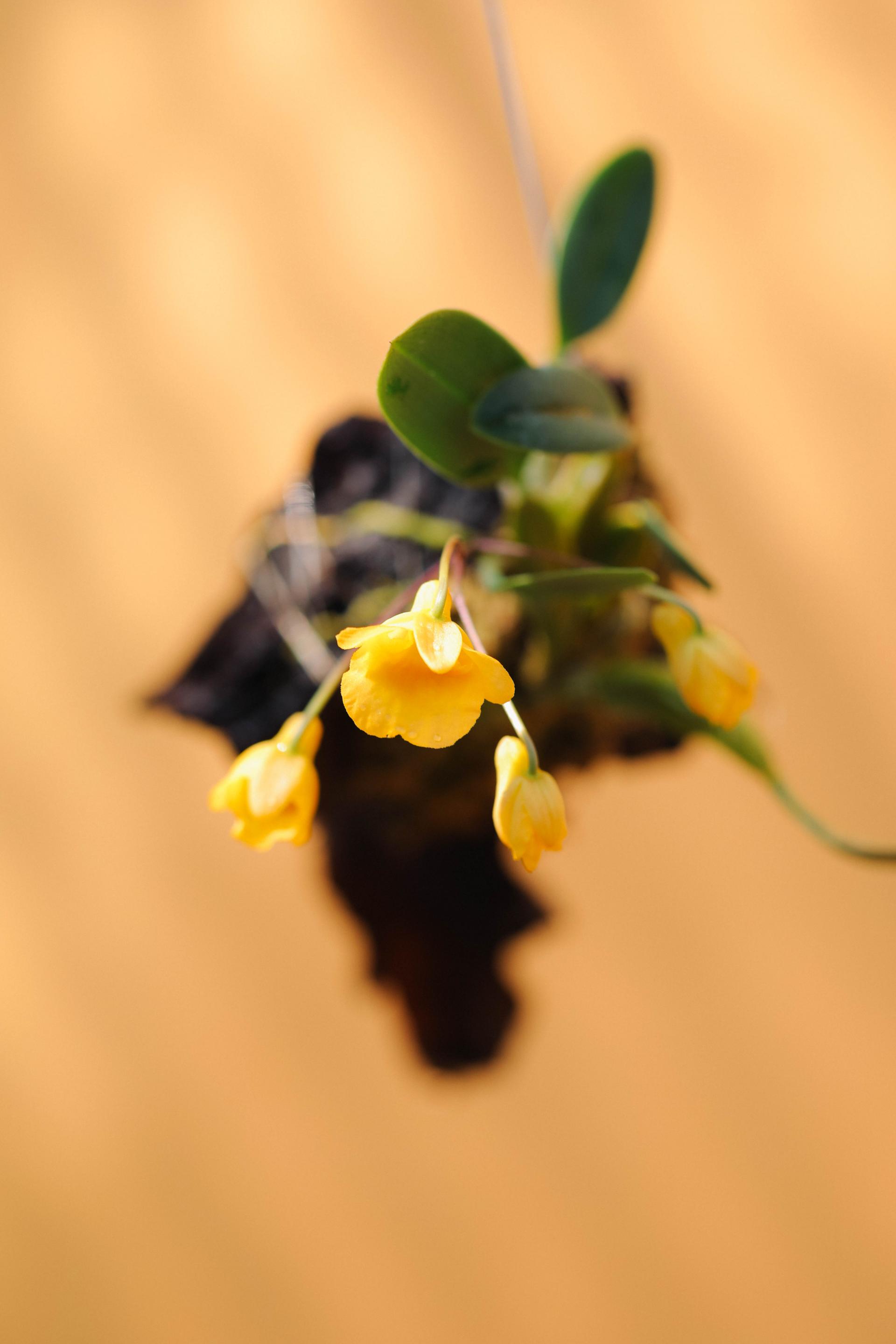 Dendrobium Ueang Phueng 덴드로비움 엉펑 목부작