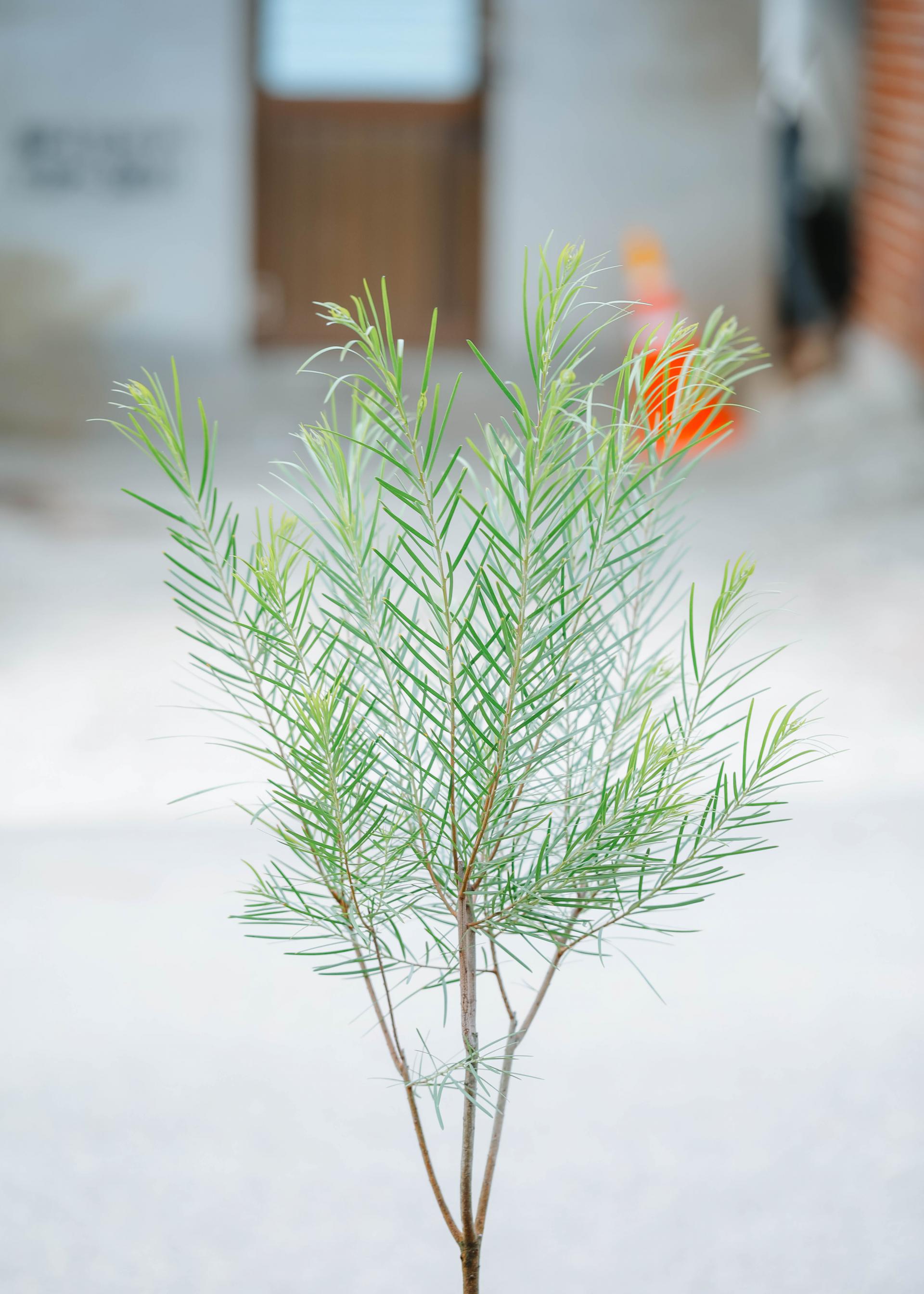 Acacia floribunda + Italy simple pot 아카시아 플로리번다 + 이태리 심플팟
