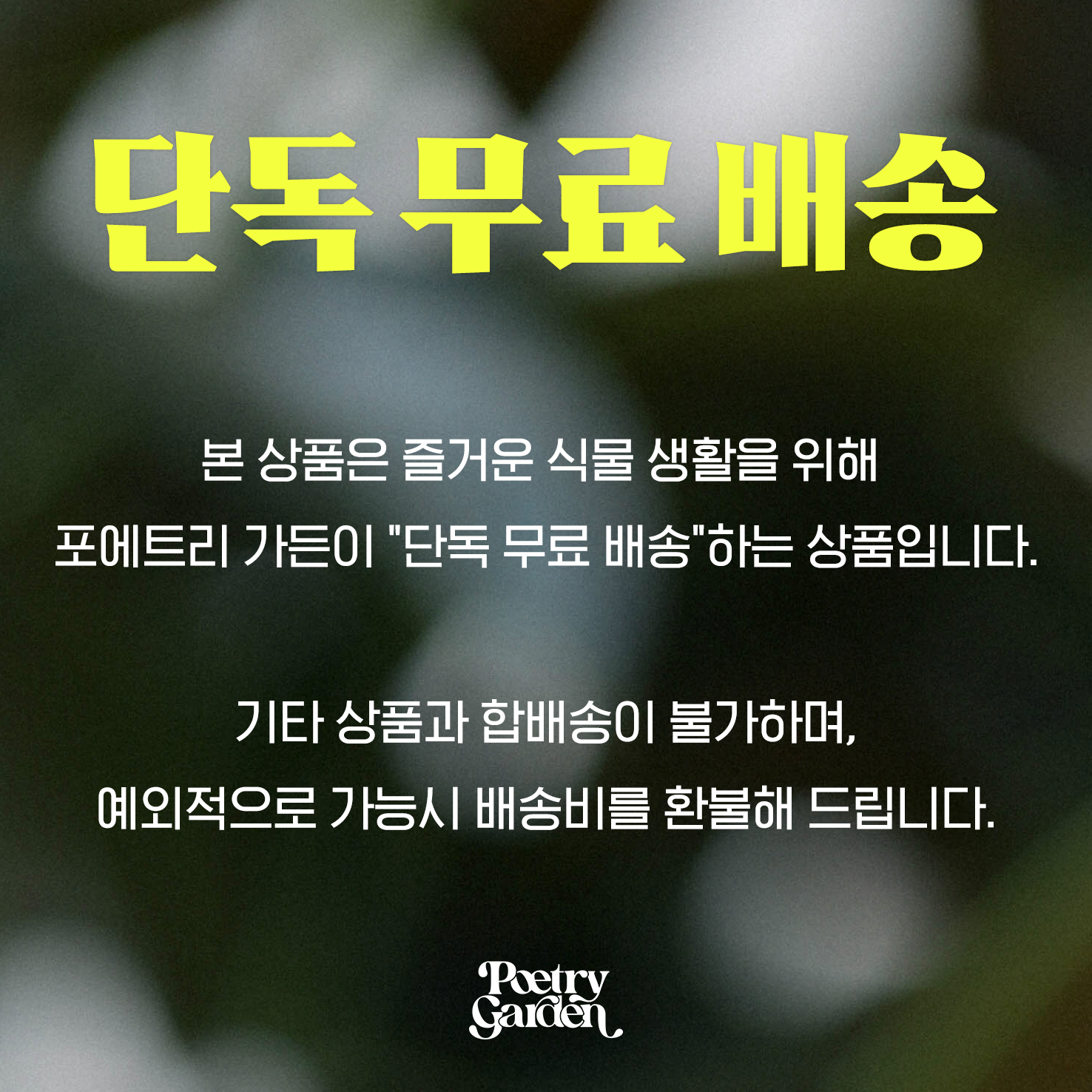 Asparagus myriocladus + Navy marble pot 아스파라거스 미리오클라두스 대품 + 네이비 마블팟