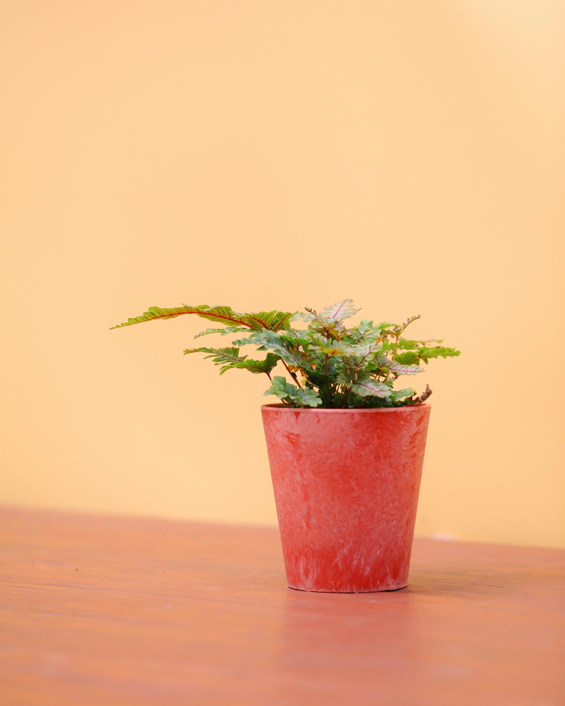 Pteris aspericaulis var. tricolor 프테리스 아스퍼리카울리스 트리컬러