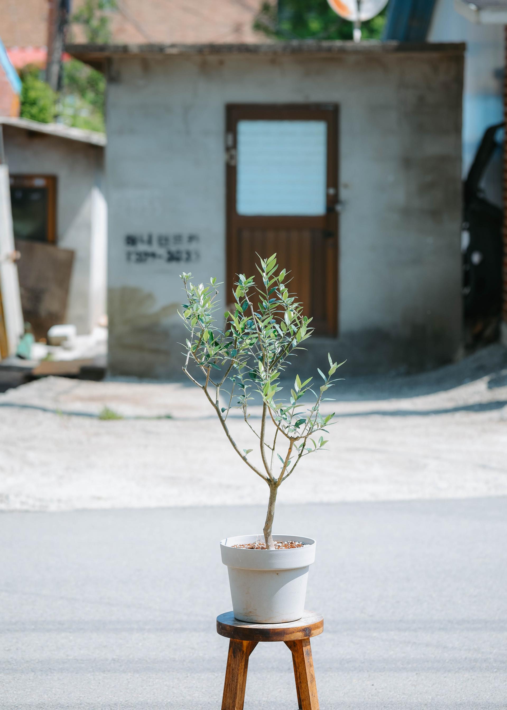 Olea europaea 'Mission olive' + Light gray pot 미션 올리브나무 + 라이트 그레이팟