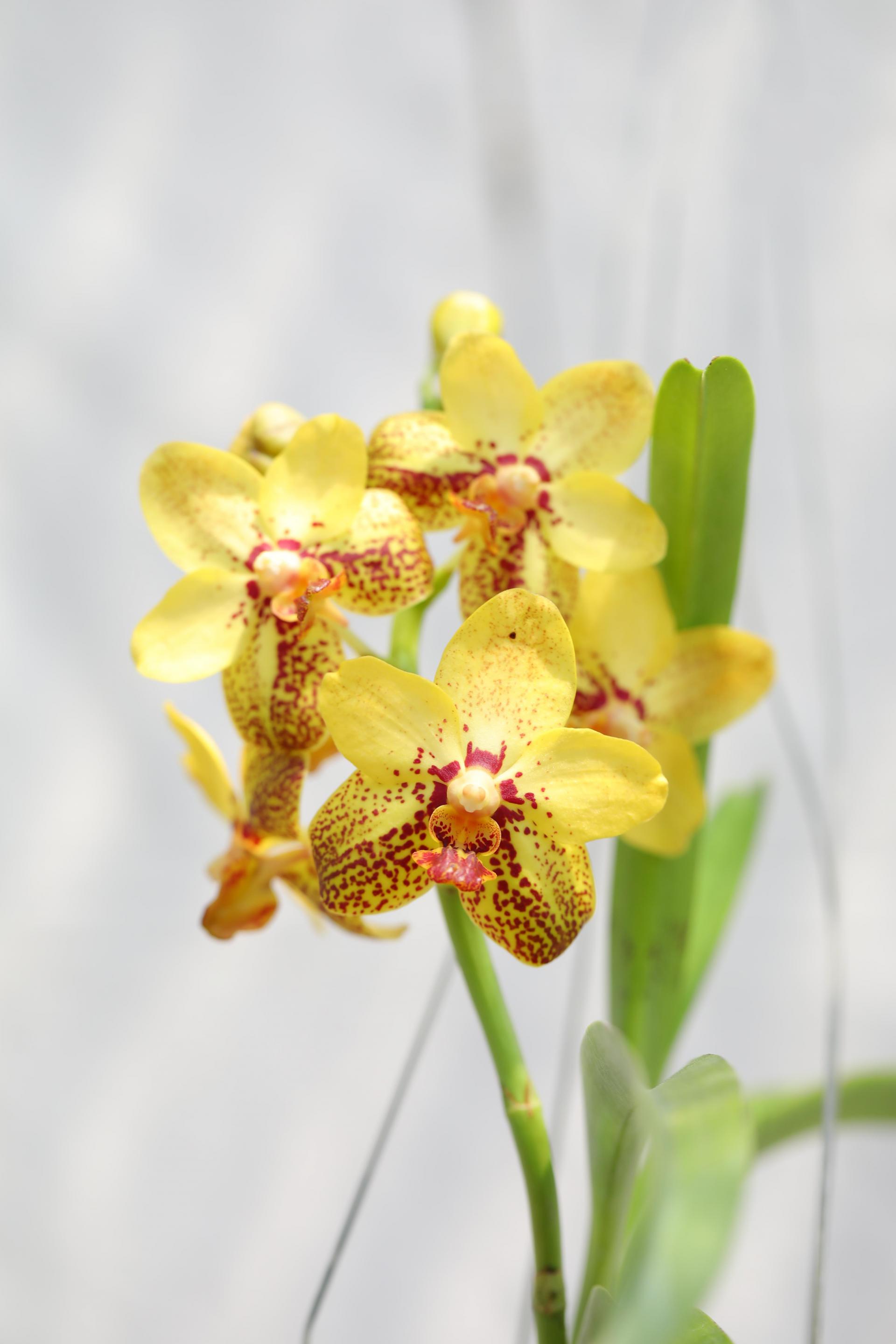 Vanda 'Honey Lemon' 반다 허니레몬