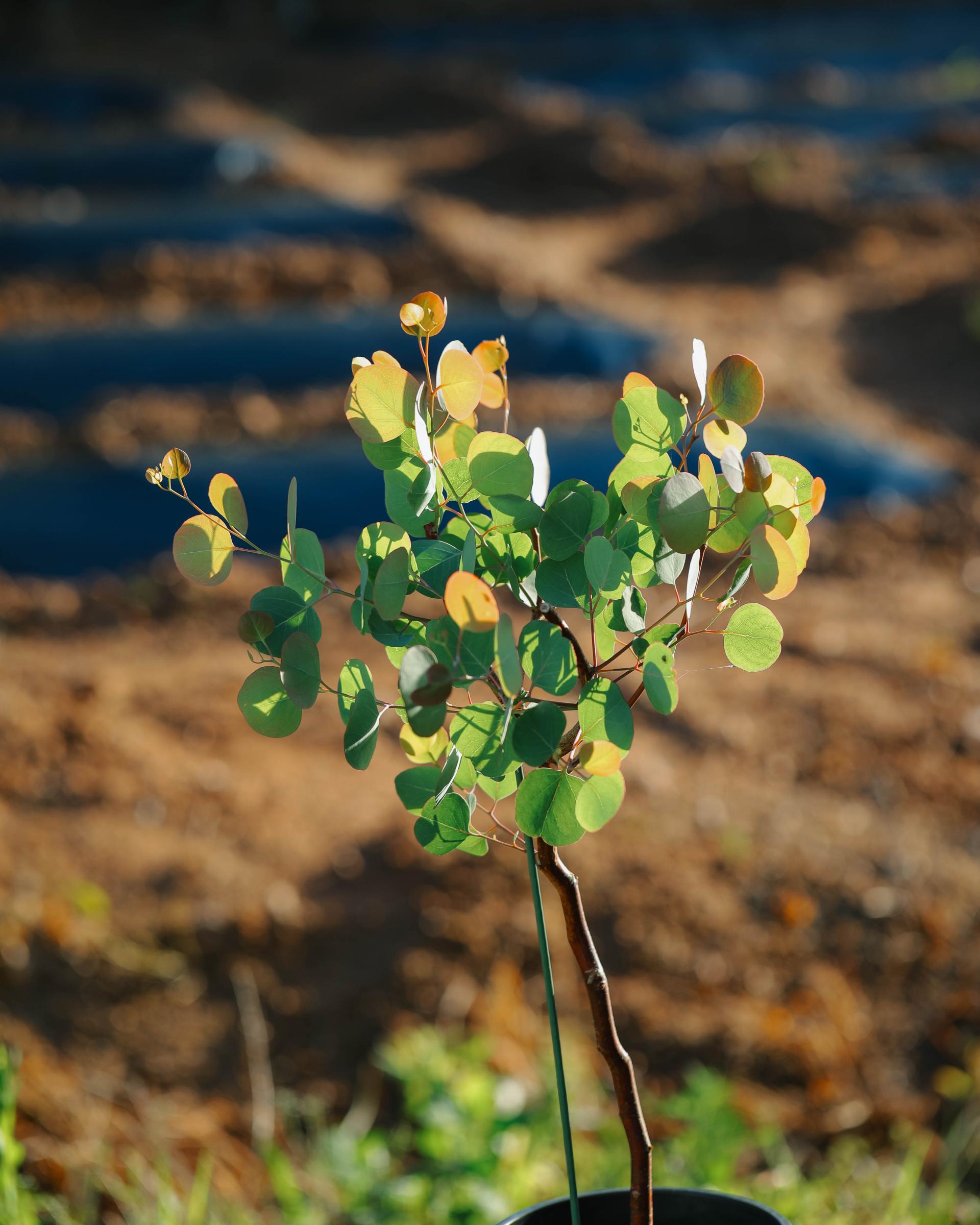 Eucalyptus polyanthemos 유칼립투스 폴리안 준대품