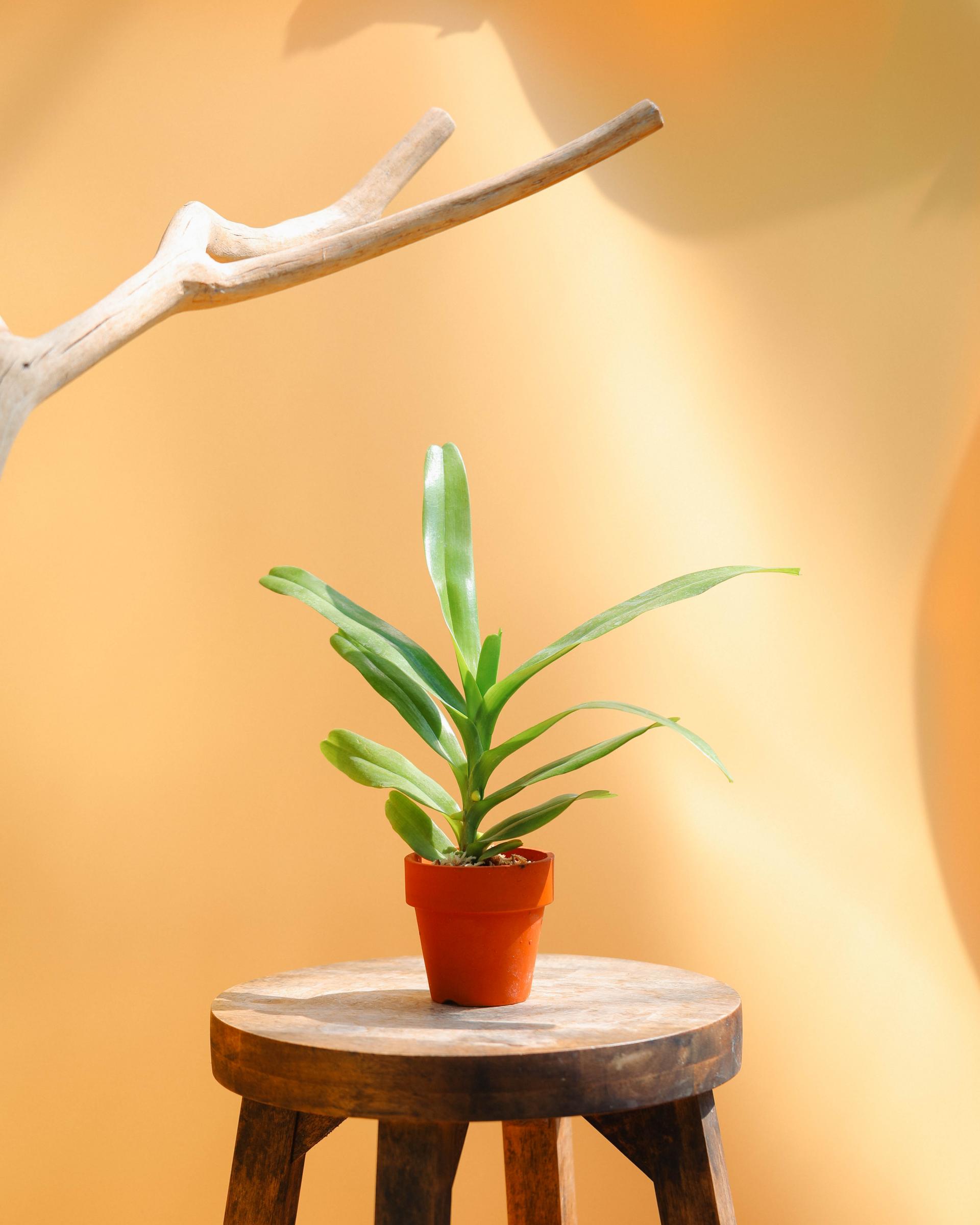 Aerides falcata alba 에리데스 팔카타 알바
