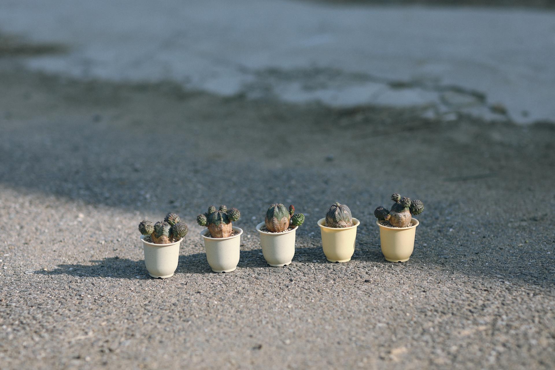 Euphorbia pseudoglobosa + Mini honey jar pot 유포르비아 수도글로보사 (오베사 몬스터) + 미니 허니자르팟 복제