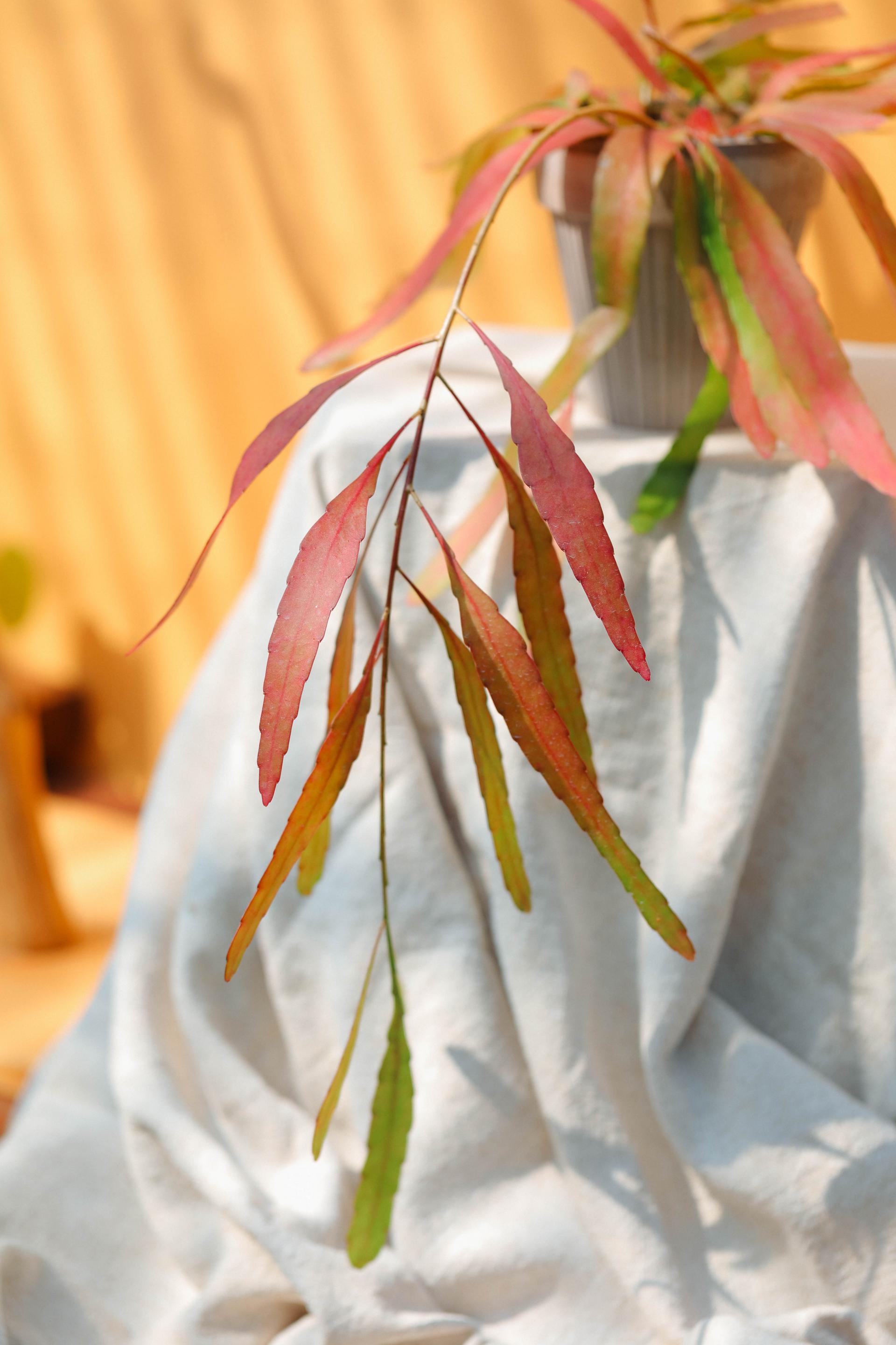 Rhipsalis ramulosa 'Red Coral' + Bergs Potter Simona grey 립살리스 라뮬로사 '레드 코랄' + 베르그포터 시모나 그레이