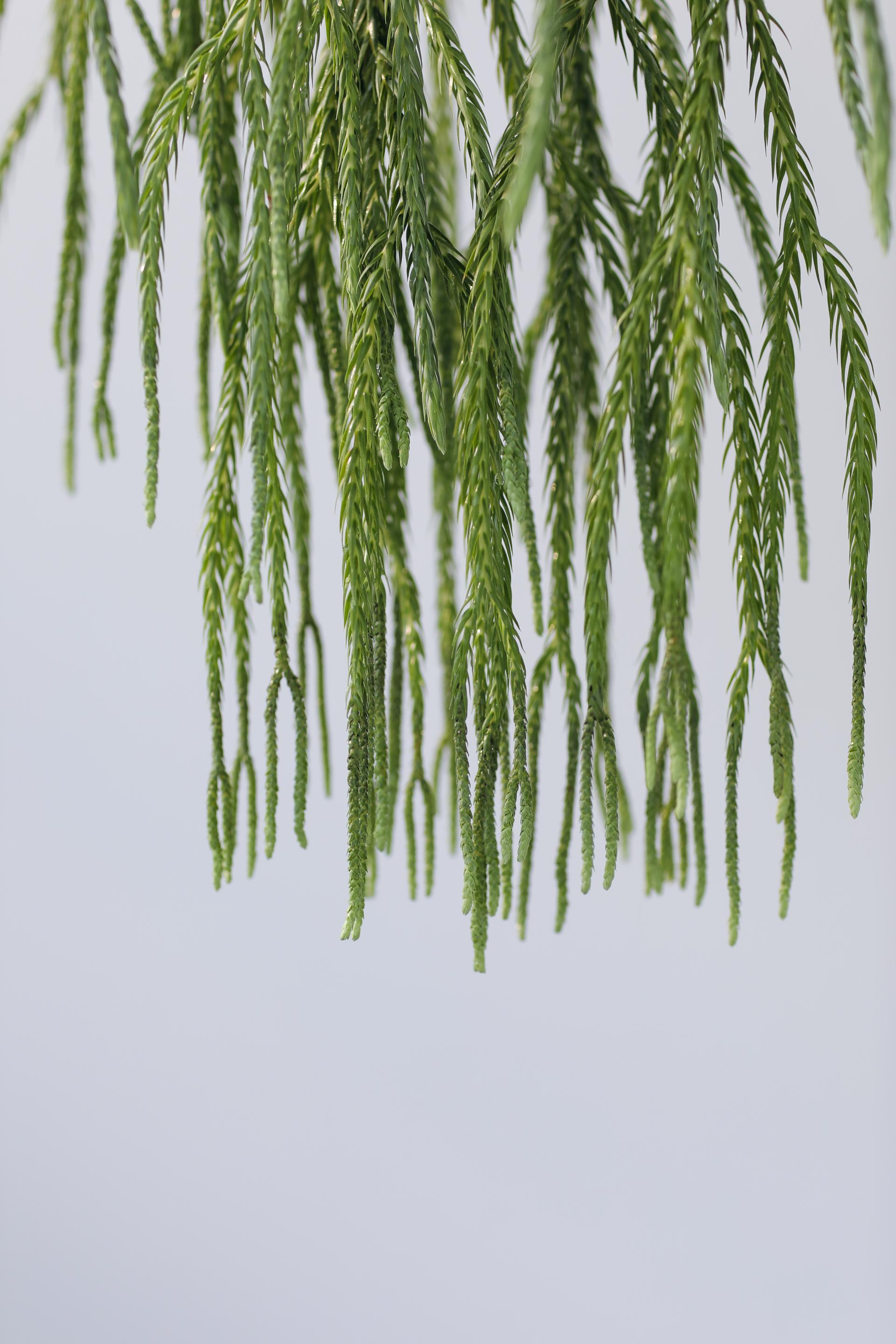 Phlegmariurus carinatus 석송 카리나투스 (플레그마리우러스)