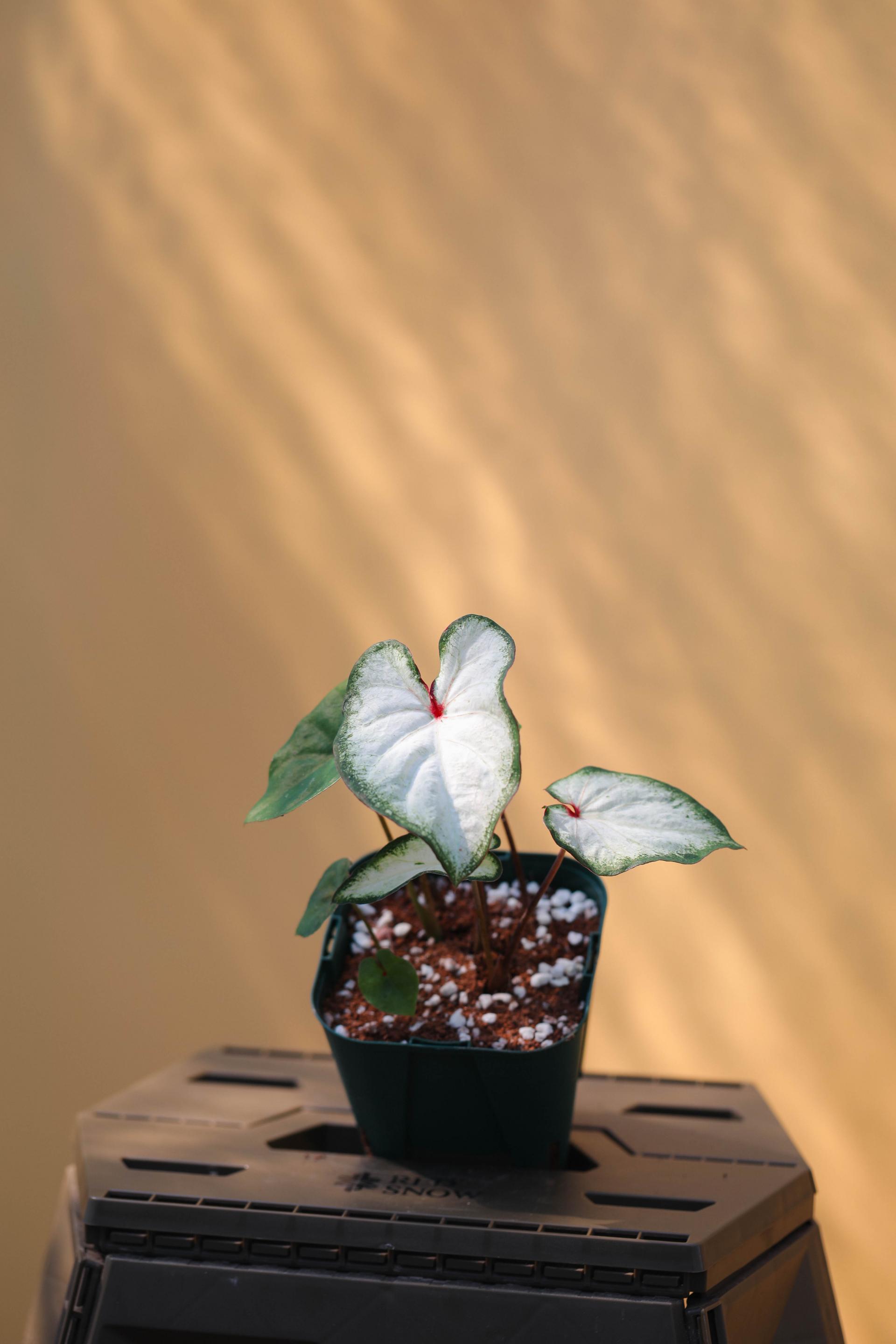 Caladium sp. 칼라디움 sp.