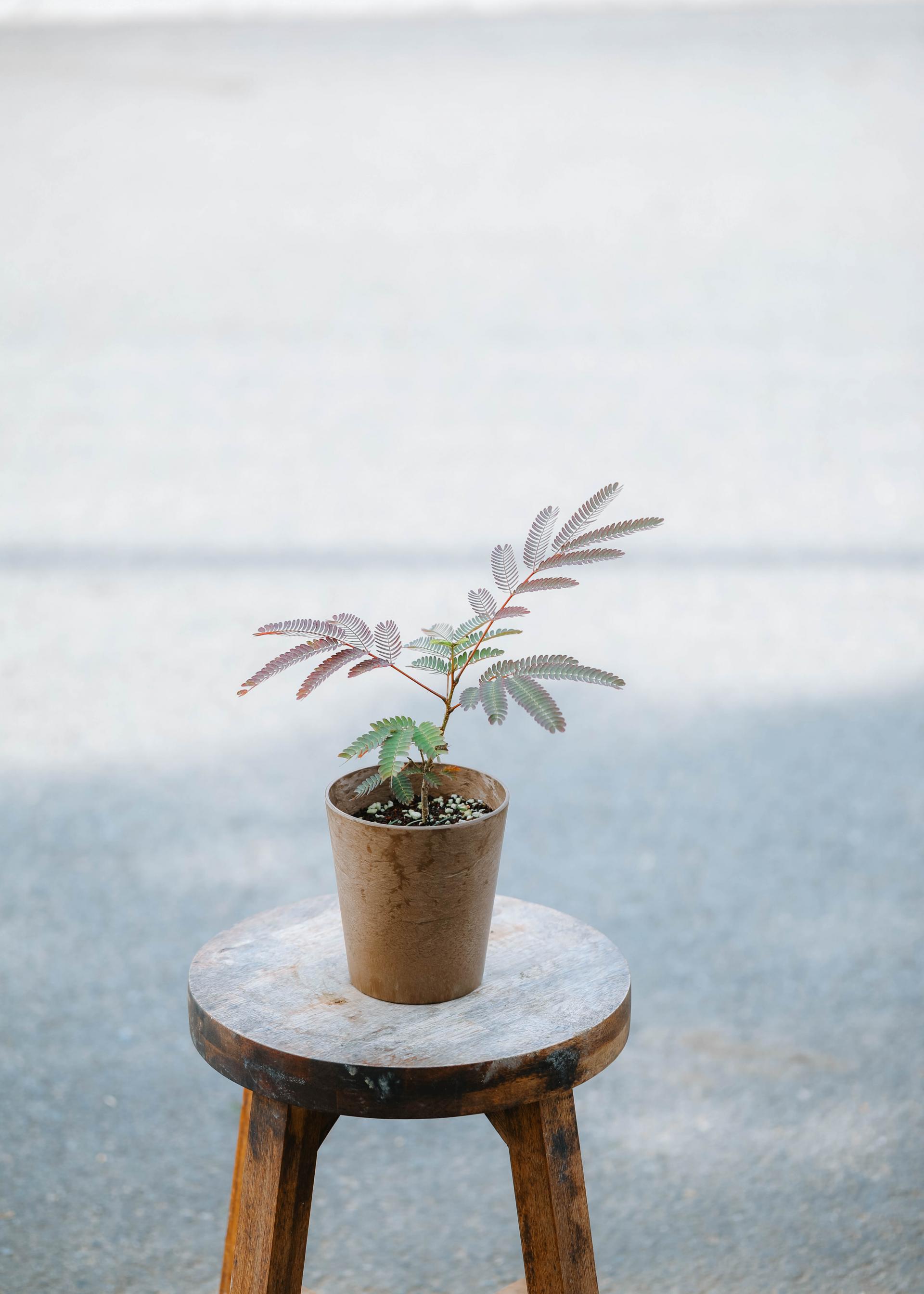 Albizia julibrissin + Brown marble pot 자귀 나무 + 브라운 마블팟