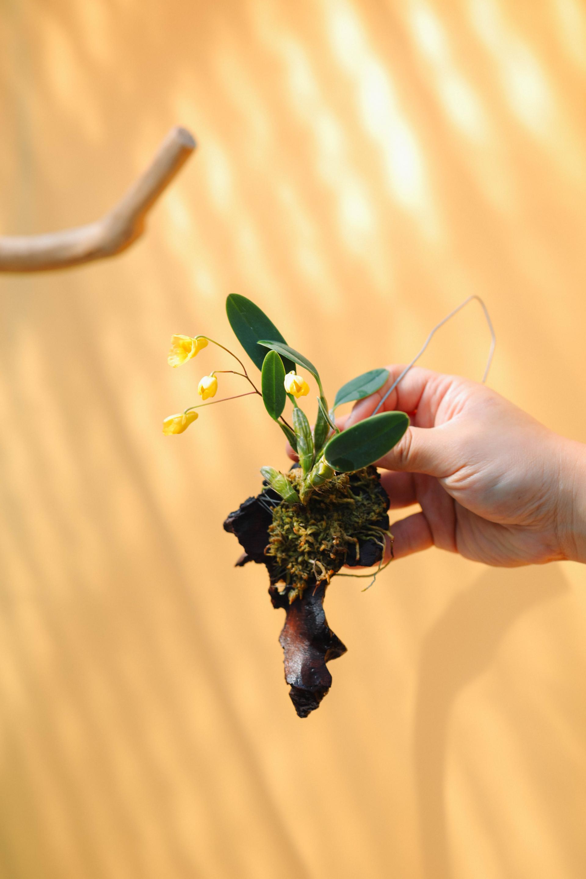 Dendrobium Ueang Phueng 덴드로비움 엉펑 목부작