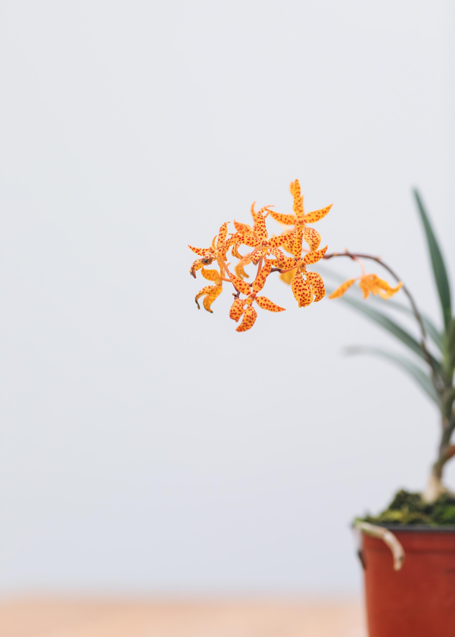 Renanthera monachica 레난세라 모나치카