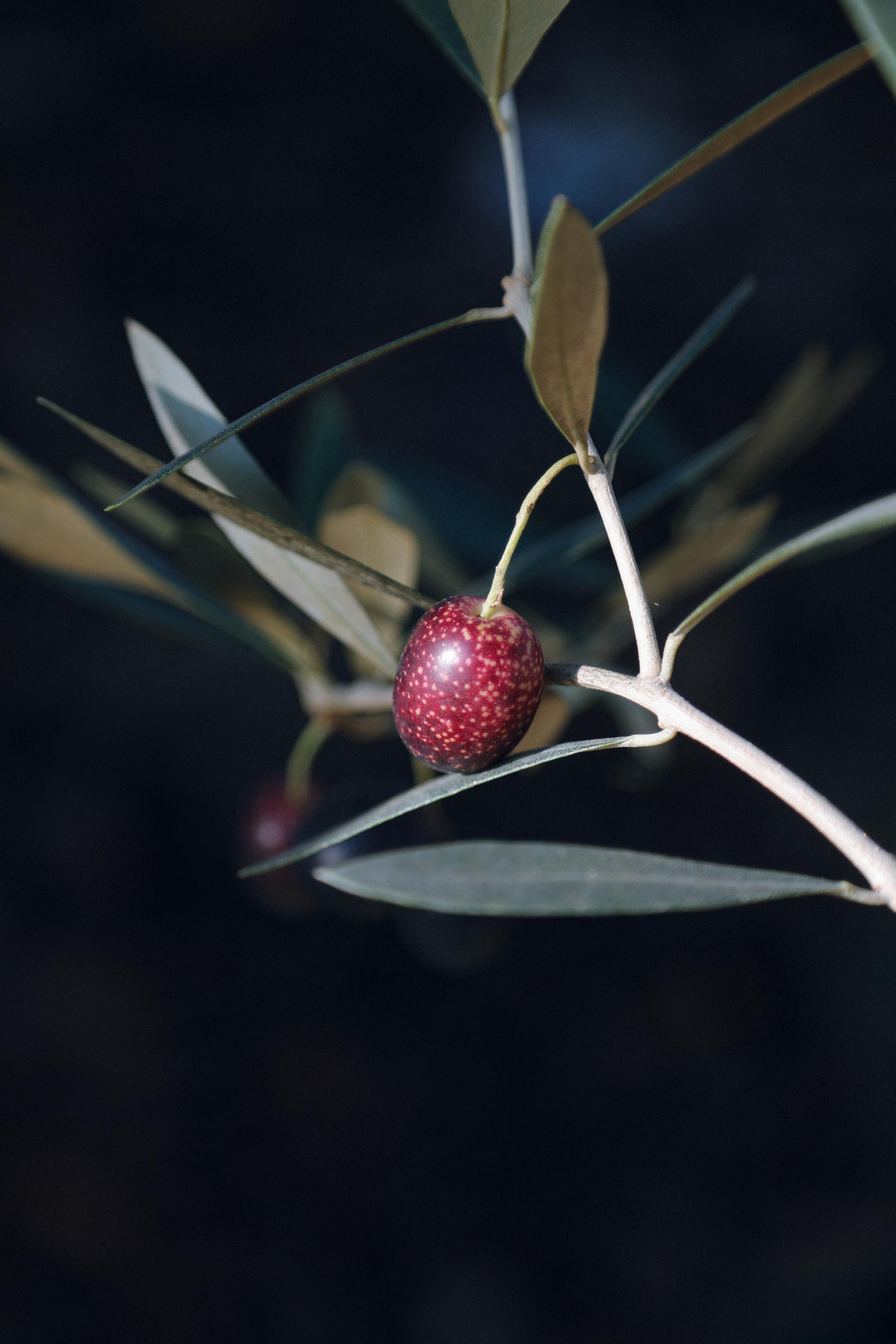 Olea europaea 'Mission olive' + Light gray pot 미션 올리브나무 + 라이트 그레이팟