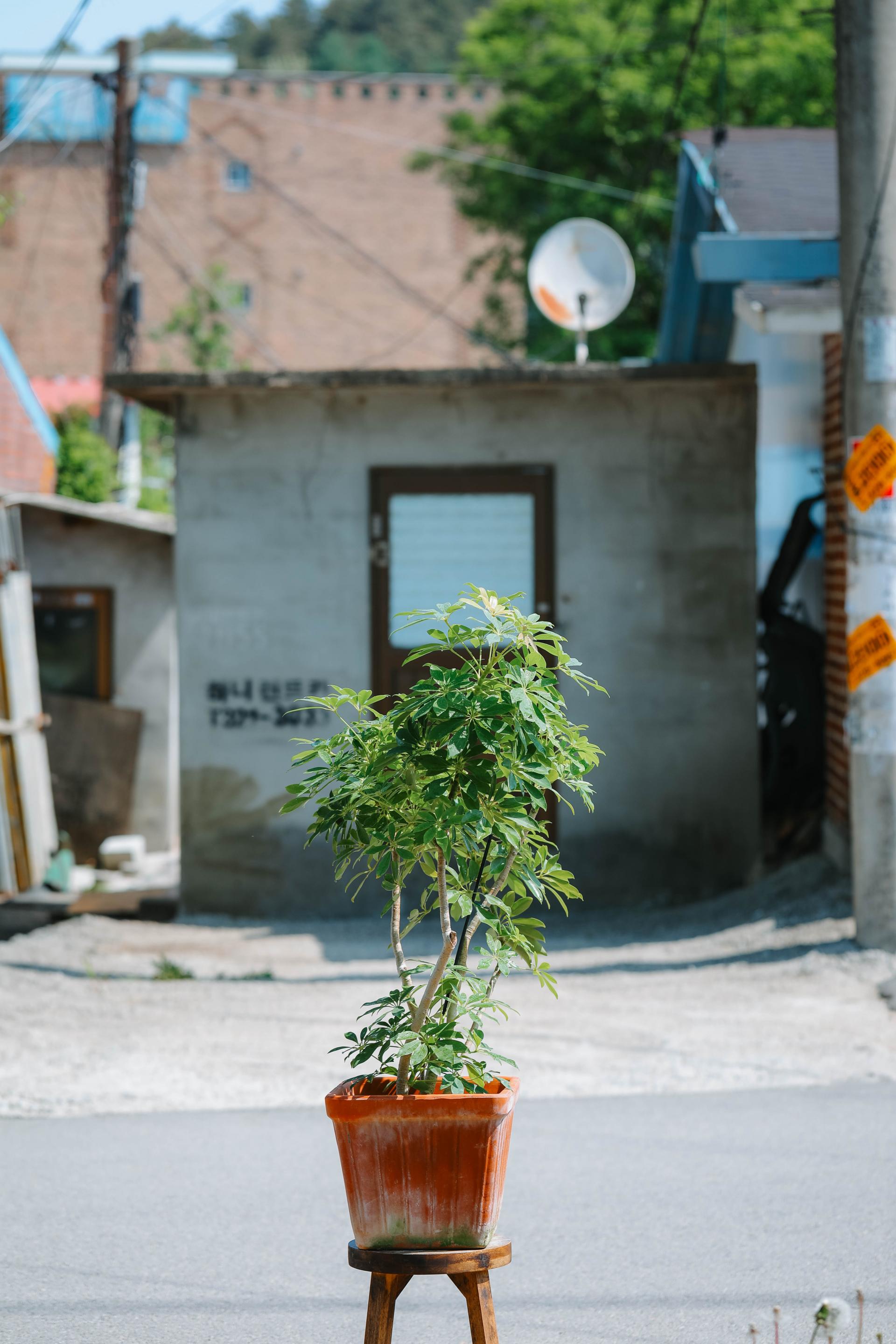Schefflera arboricola gold + Italy square pot 쉐프렐라 아보리콜라 골드 (형광 홍콩야자) + 이태리 스퀘어팟