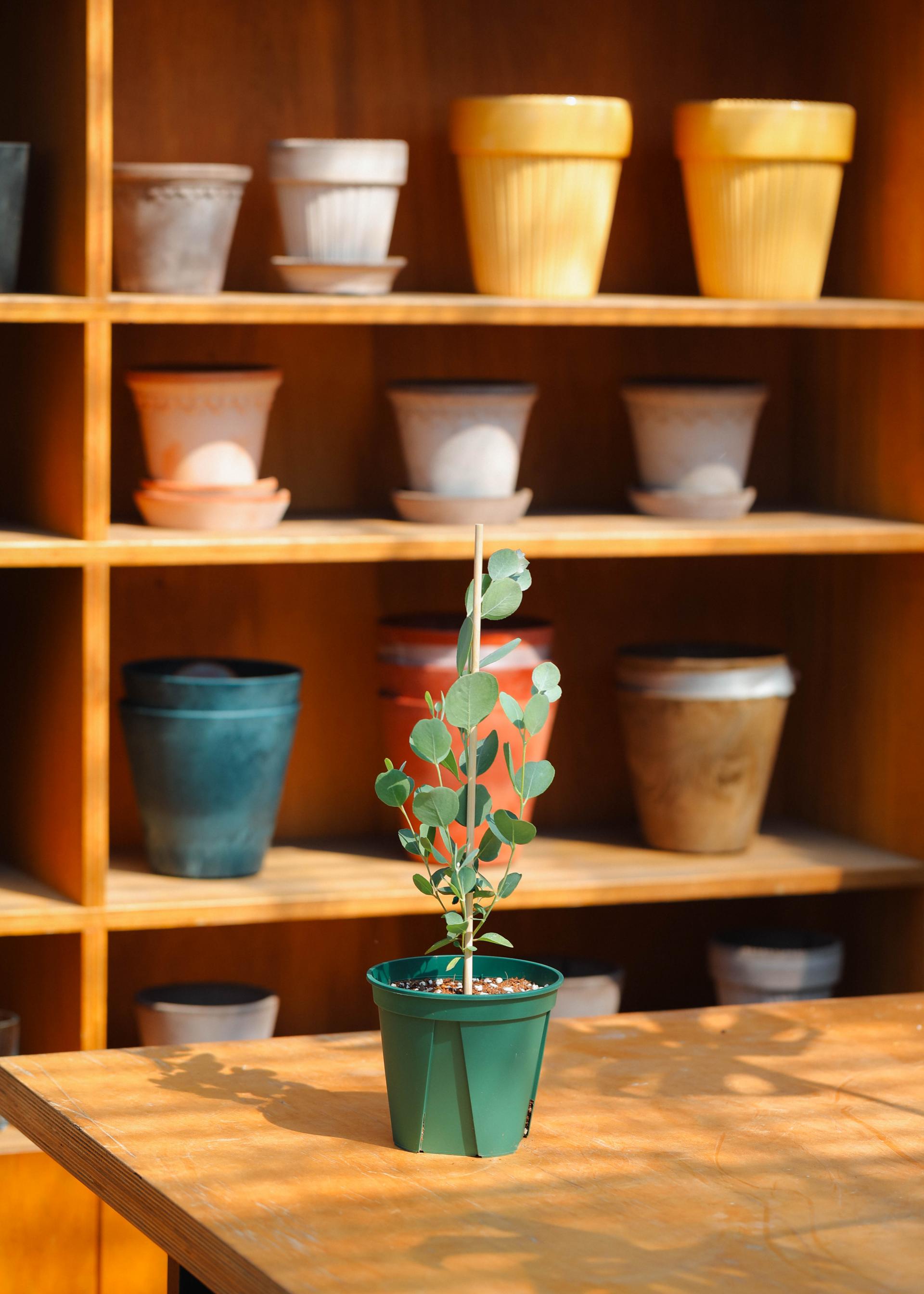 Eucalyptus orbifolia 유칼립투스 오르비폴리아 준중품