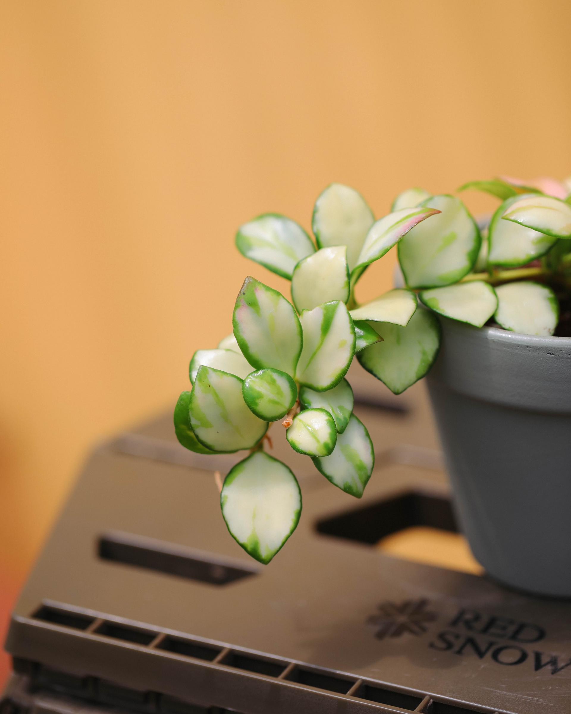Hoya heuschkeliana variegated + Sage green simple pot 호야 휴스켈리아나 무늬종 + 세이지그린 심플팟
