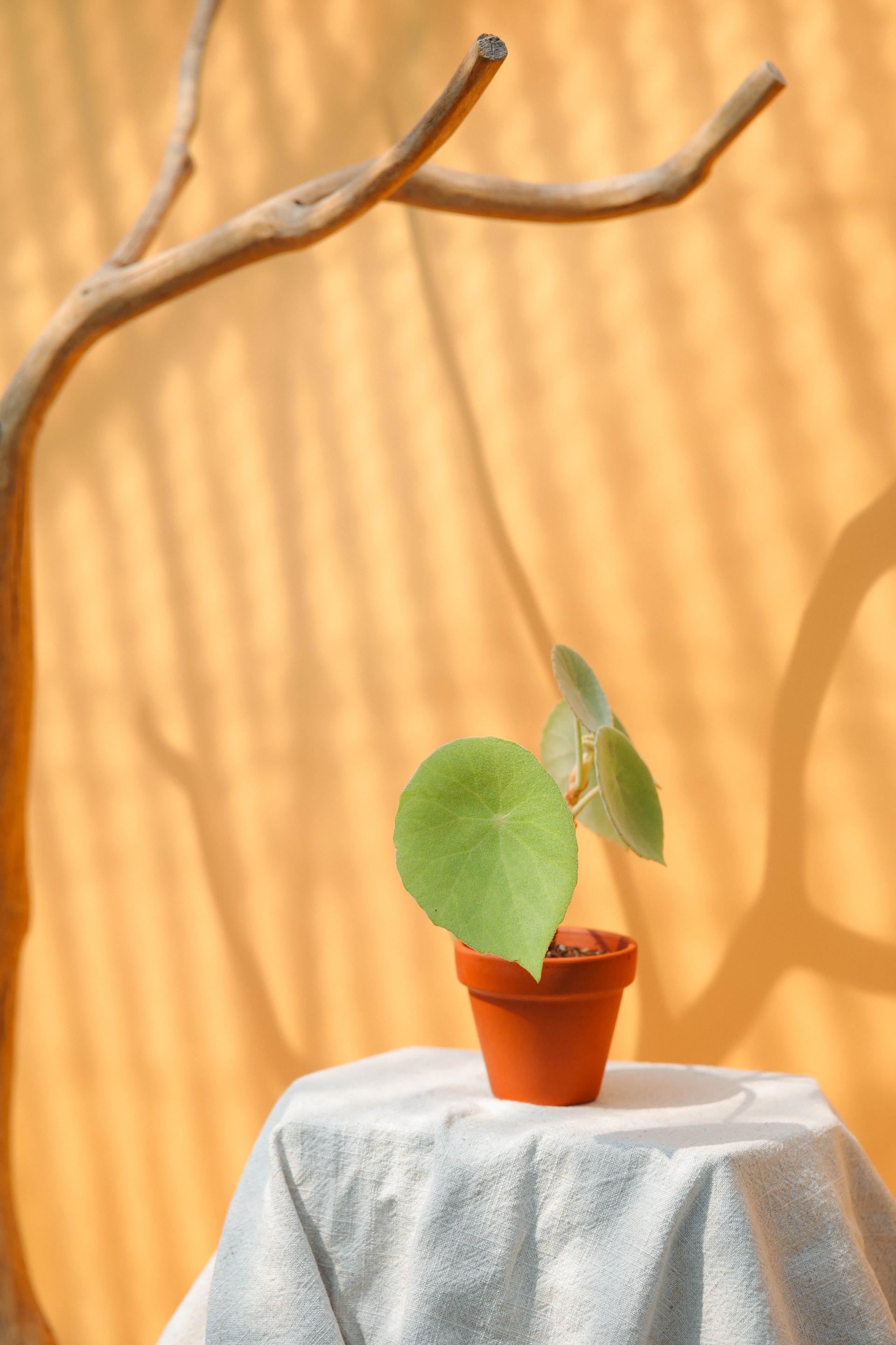 Begonia peltata (Begonia incana) + Italy terracotta pot 베고니아 인카나 + 이태리 테라코타팟