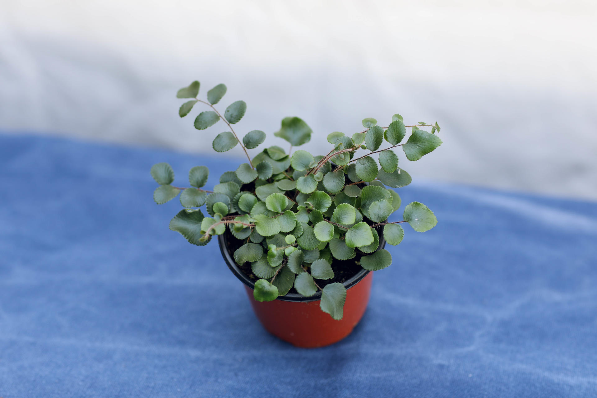Pellaea rotundifolia (Button Fern) 펠리어 로툰디폴리아 (단추 고사리)